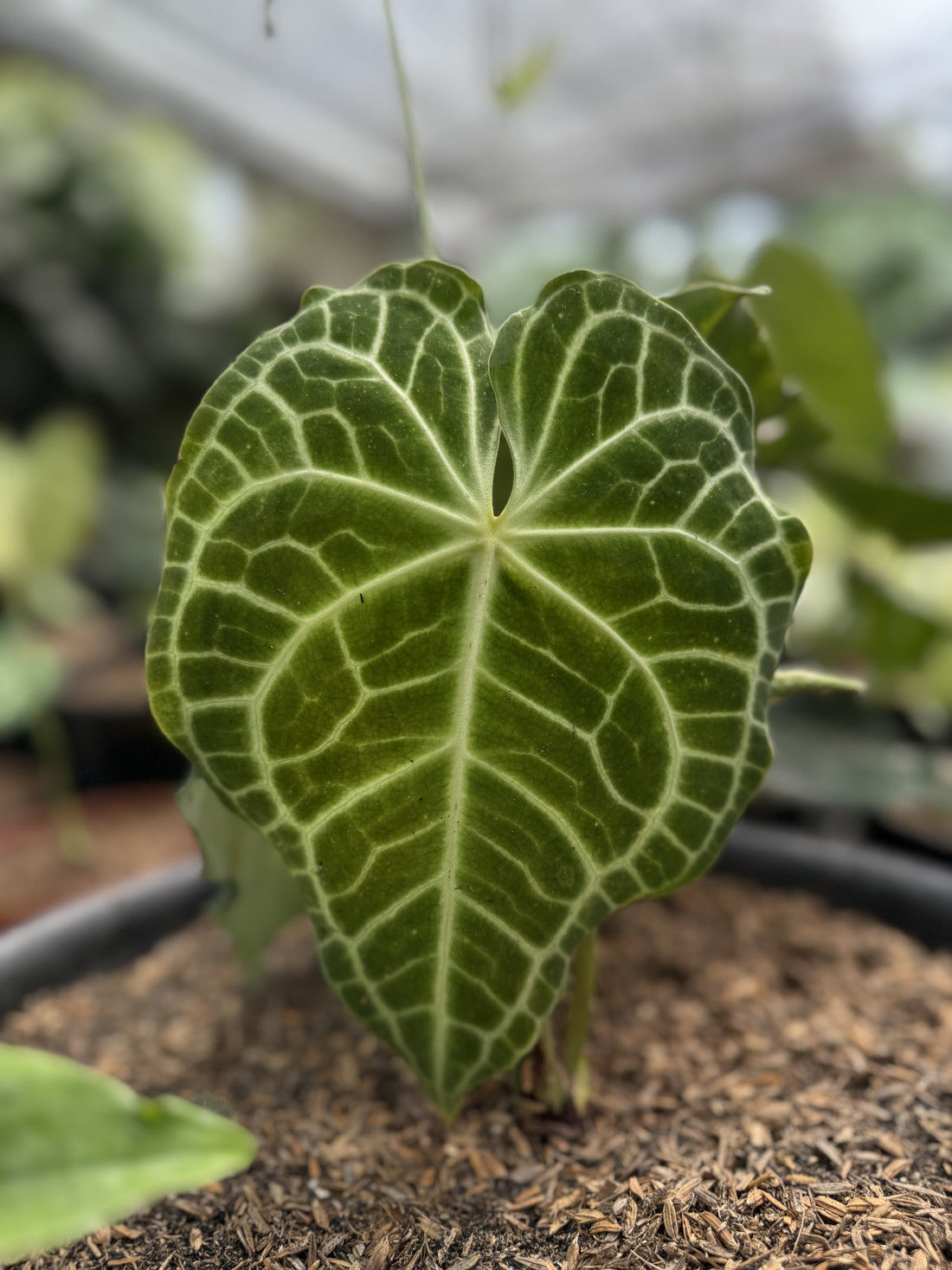 Anthurium clarinervium with dark green, heart-shaped leaves and striking white veins