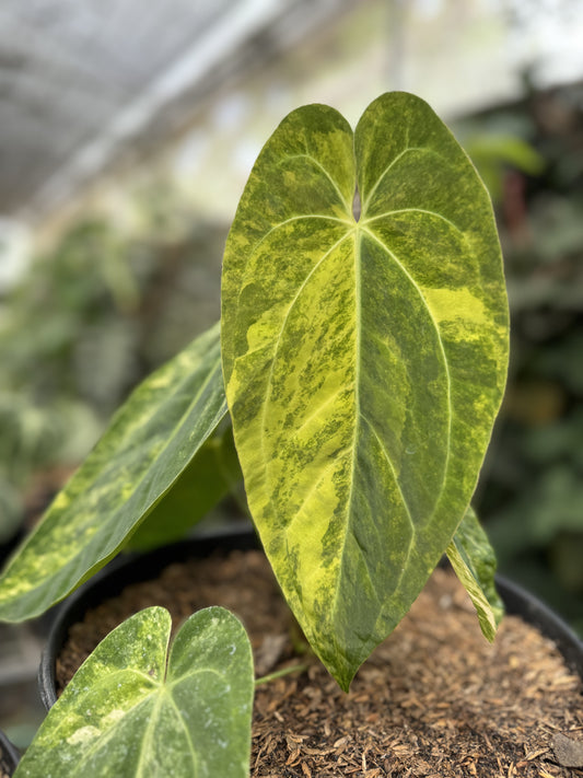 "Rare Anthurium papillilaminum variegated with bold contrast between dark foliage and white or yellow variegation"