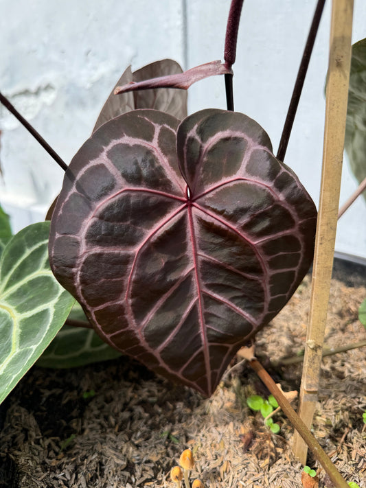 Anthurium plant with deep green leaves and striking dark red veins