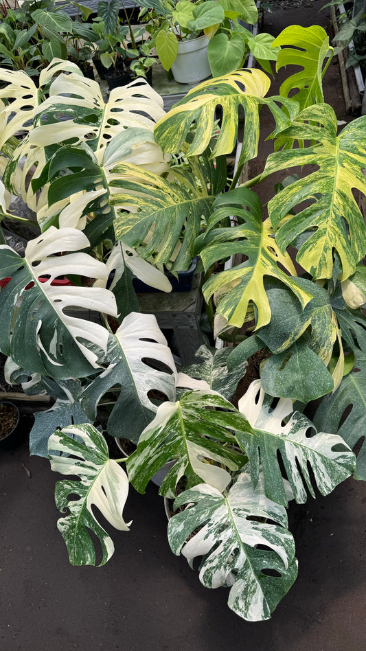 Variegated Monstera deliciosa plant with striking white and green marbled leaves