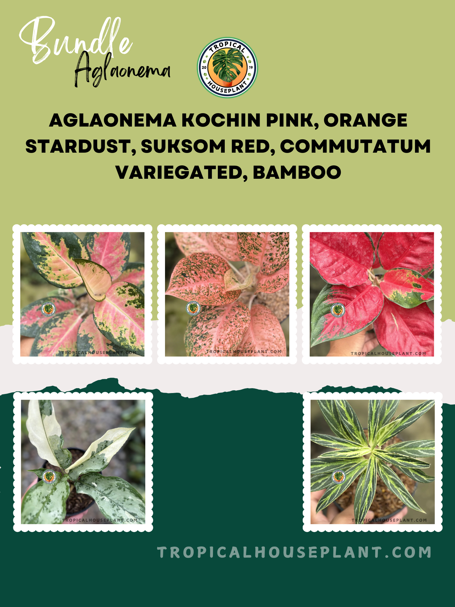 aglaonema commutatum varieties Exclusive Aglaonema Bundle