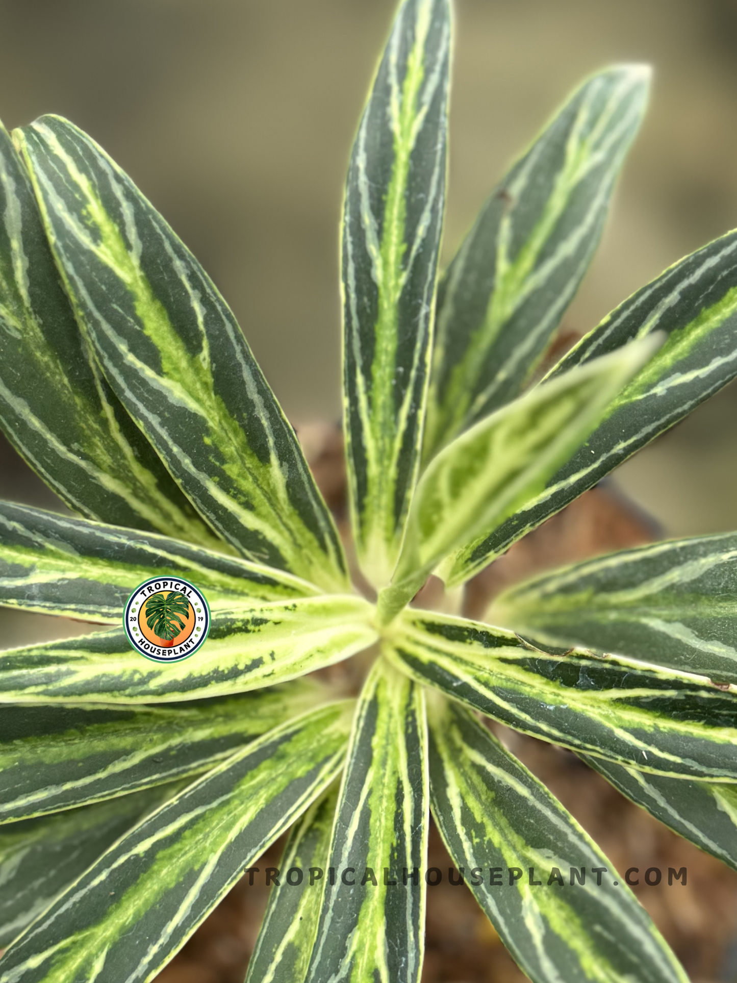 Close-up of Aglaonema Bamboo showcasing its bamboo-like stems and graceful foliage.