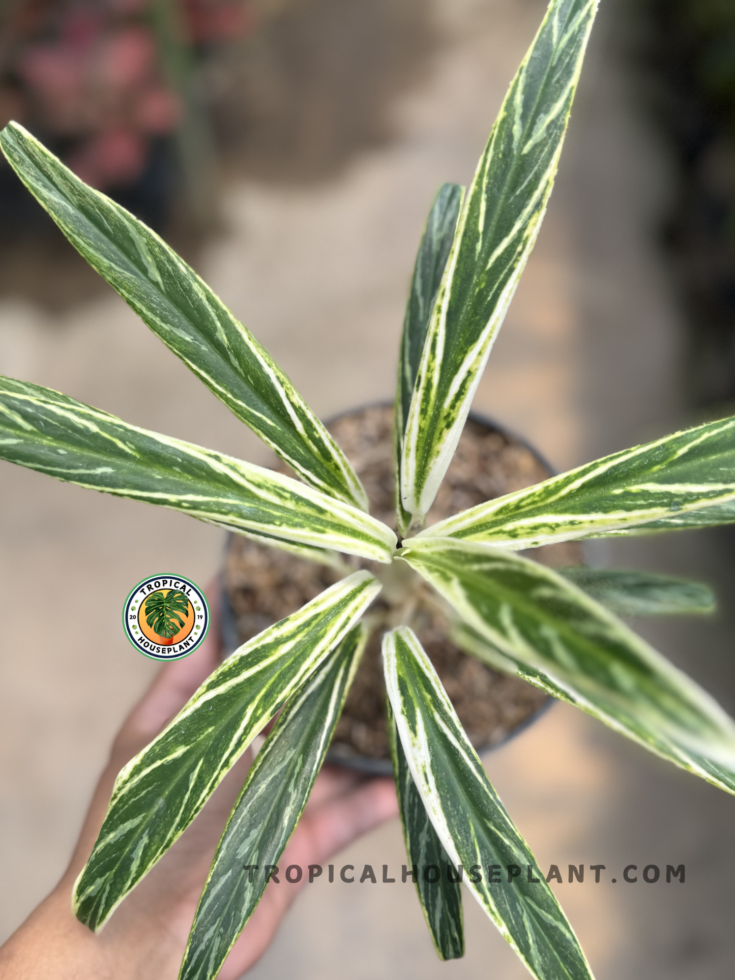 Aglaonema Bamboo with long, narrow leaves in green and cream stripes, held over soil to show size and texture.
