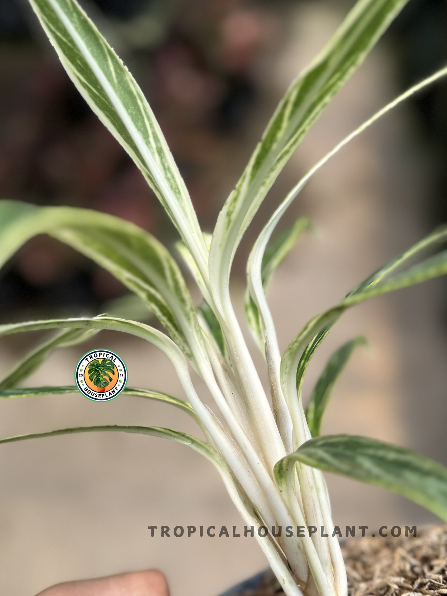 Close-up of Aglaonema Bamboo’s cream-striped stems and slender leaves emerging from the base.