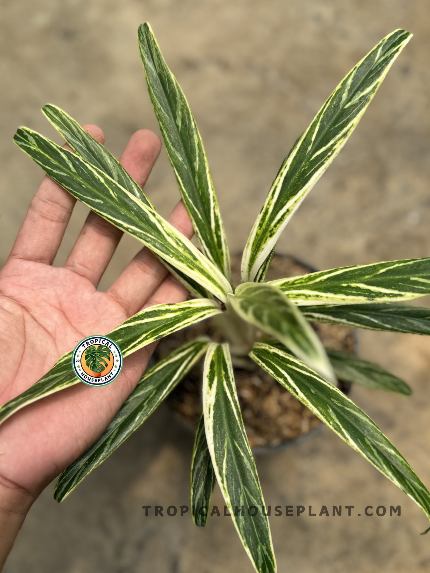 Top-view of Aglaonema Bamboo showing symmetrical, spiky rosette foliage pattern and dynamic leaf arrangement.