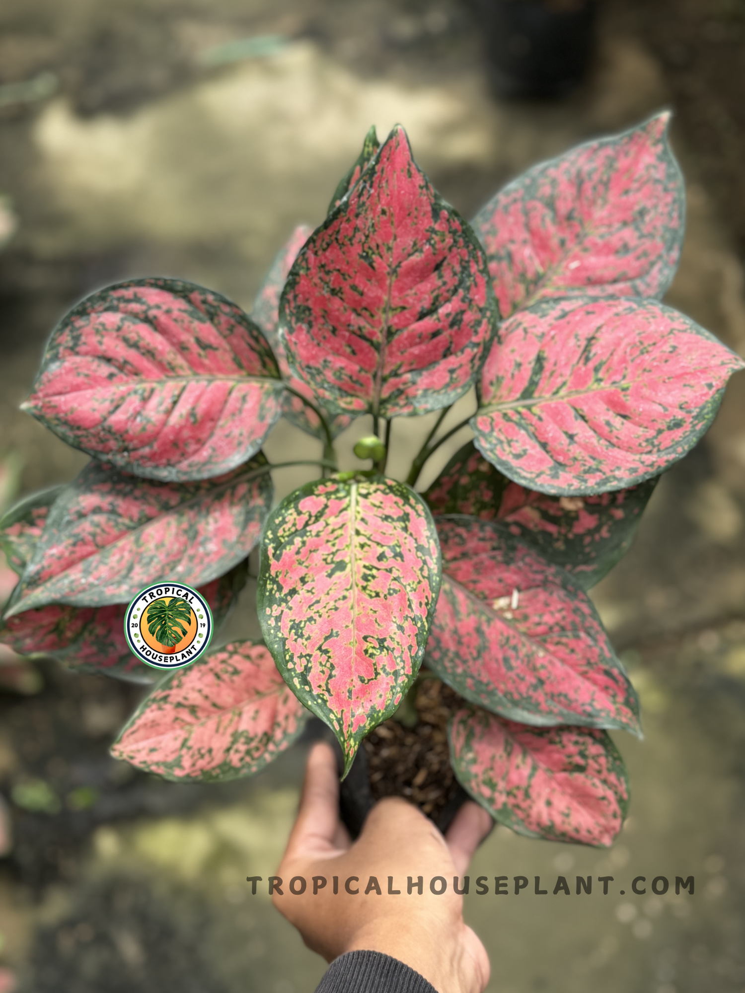 large aglaonema plant Aglaonema Big Apple