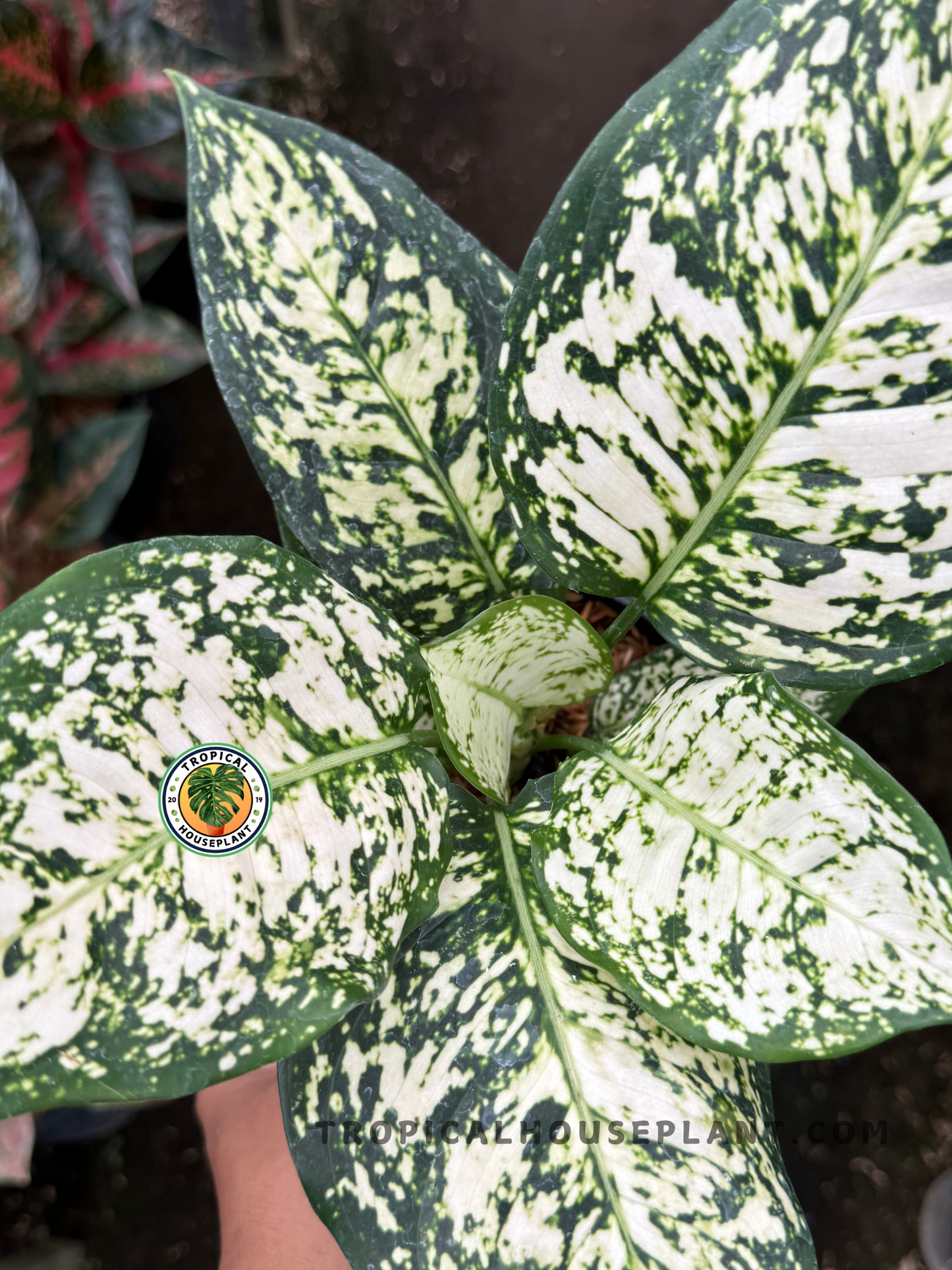Top-view of Aglaonema Big Leaf showing large, rounded leaves covered in dense white and green variegation, with a hand nearby for scale.