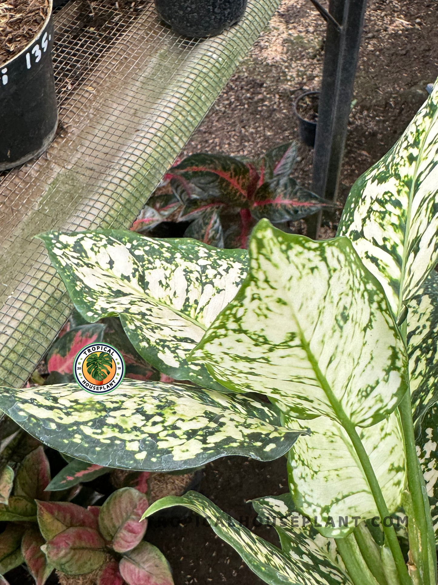 Side view of Aglaonema Big Leaf in a nursery pot, showcasing the bold texture and bright speckled patterns under filtered sunlight.