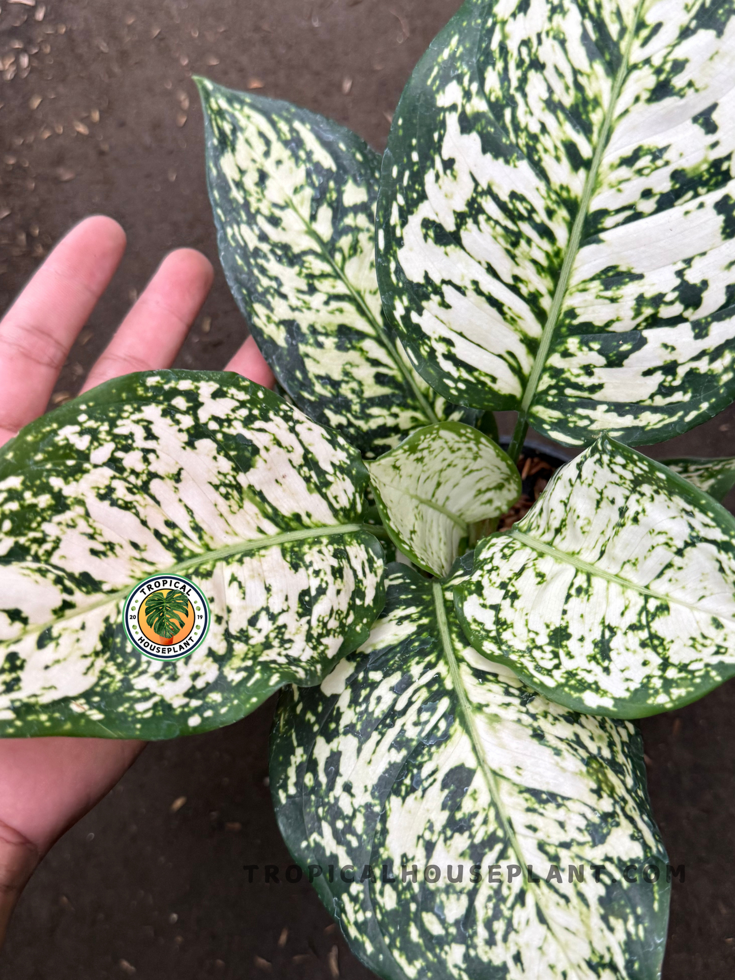 Angled top-shot of Aglaonema Big Leaf held gently, emphasizing its oversized, patterned foliage and sturdy growth structure.
