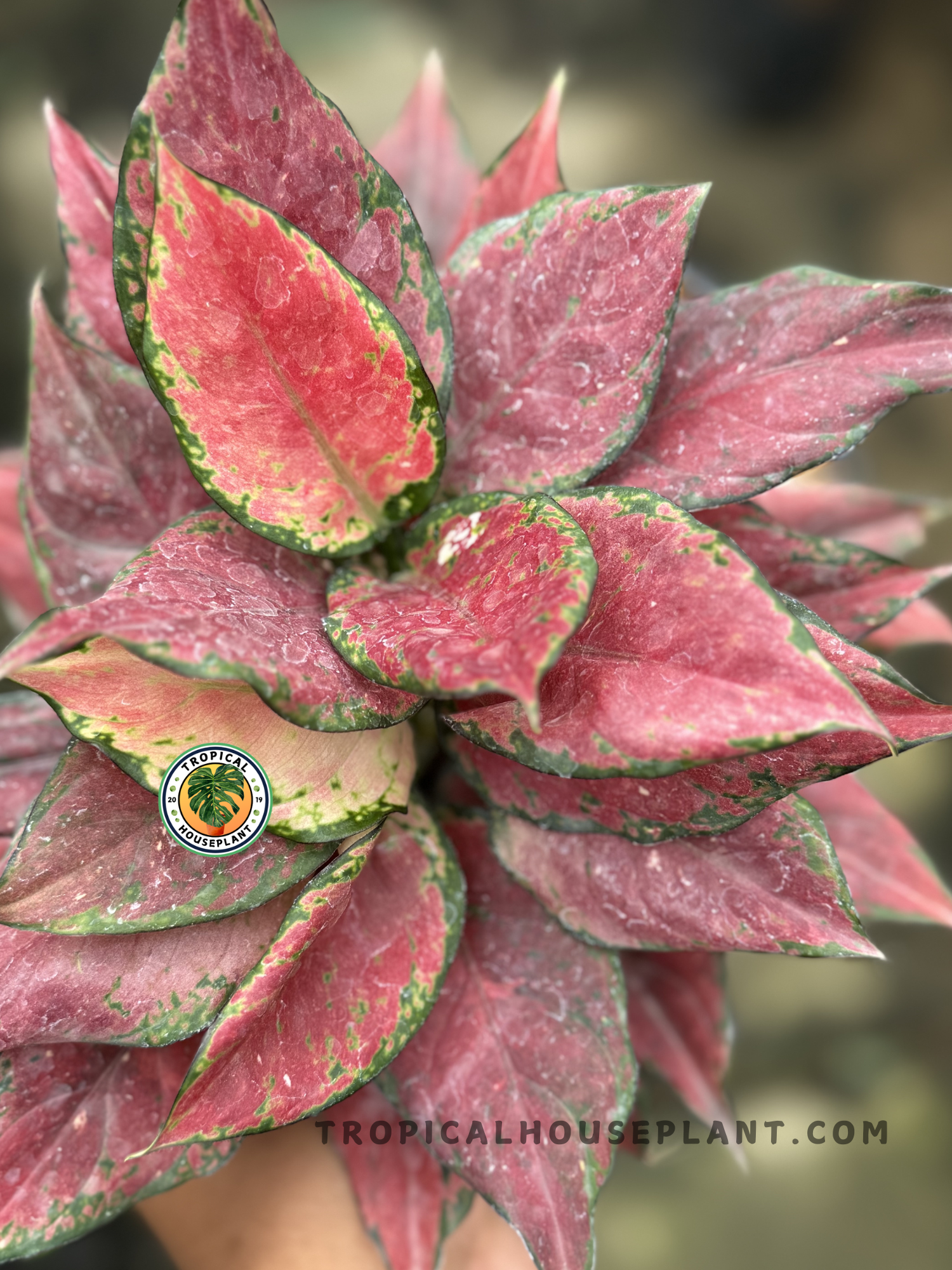 Aglaonema Black Maroon – Tropical Houseplant Aglaonema Black Maroon – Tropical Houseplant