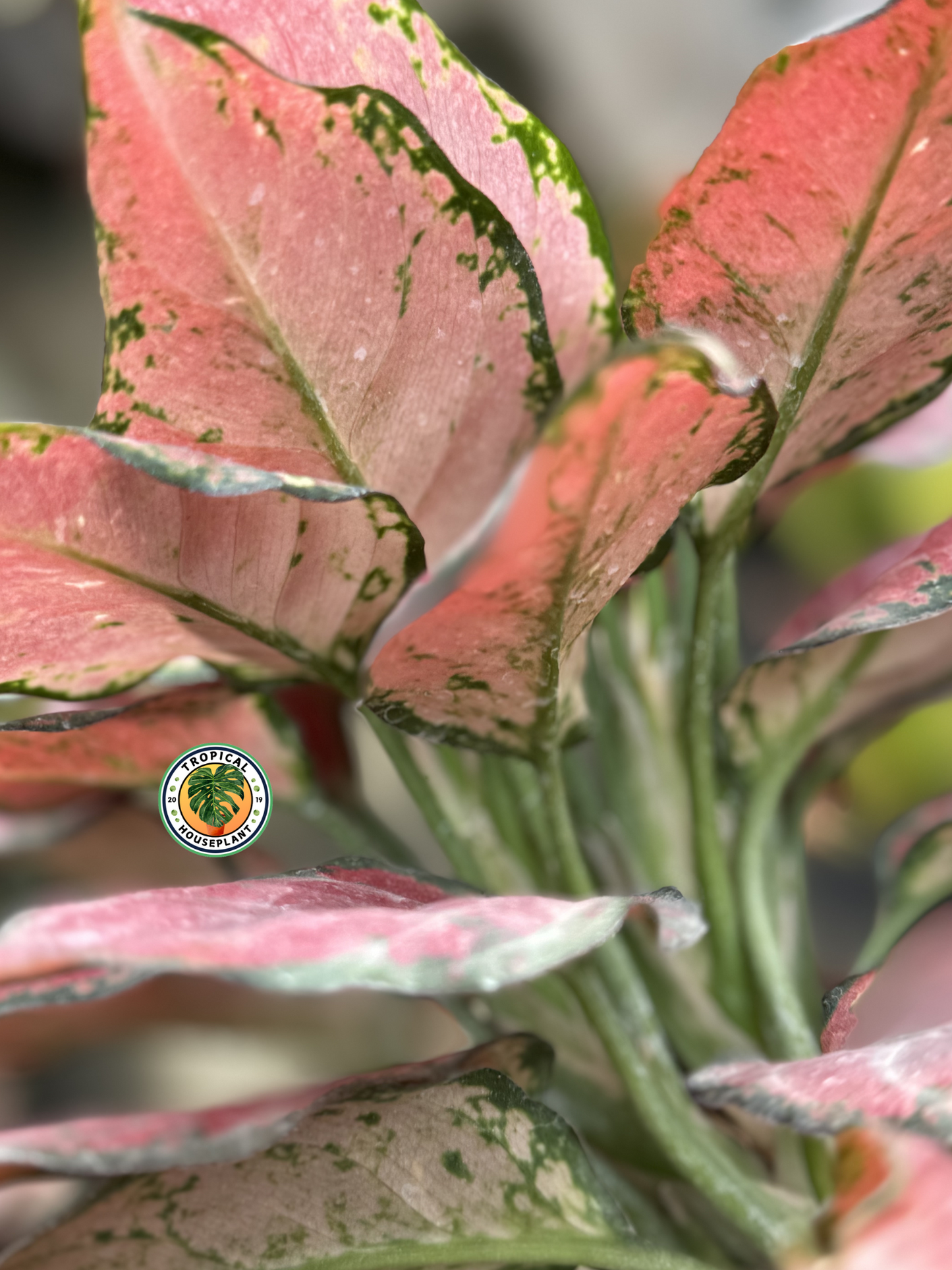Outdoor Aglaonema Black Maroon with striking dark and maroon-toned foliage.