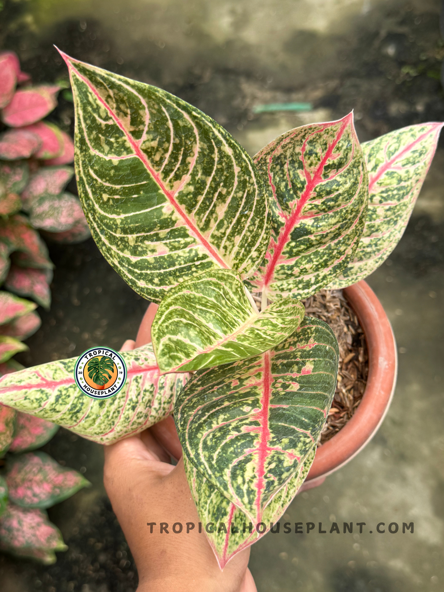 aglaonema tiara Aglaonema Diana