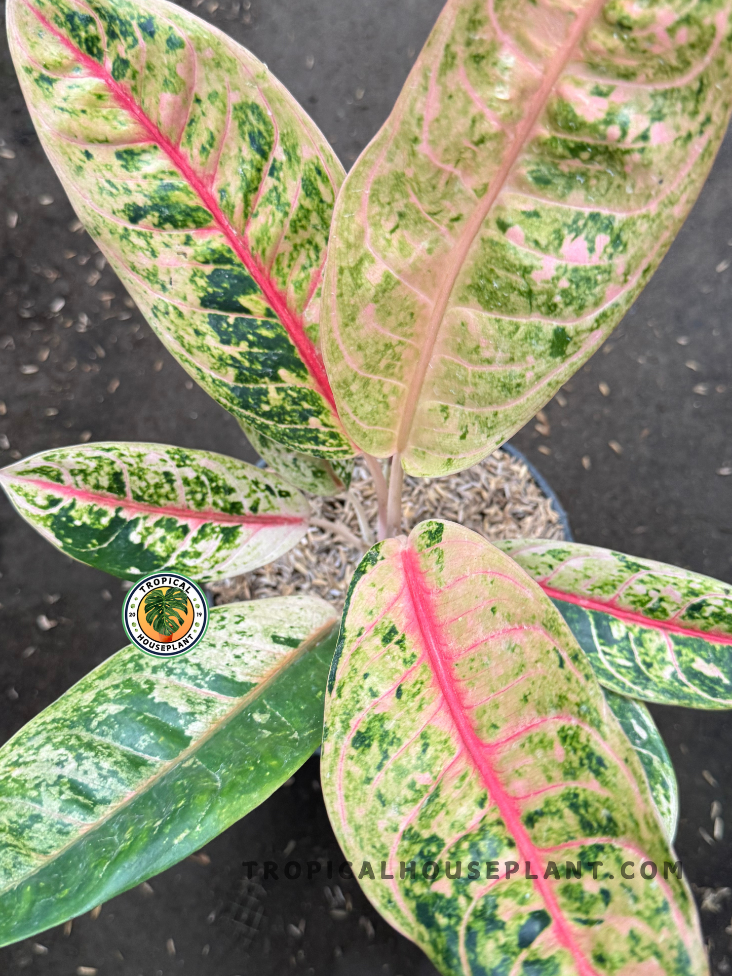 A close-up view of Aglaonema Donna Carmen’s broad leaves featuring vibrant marbled patterns in pink, green, and cream with striking red veins.