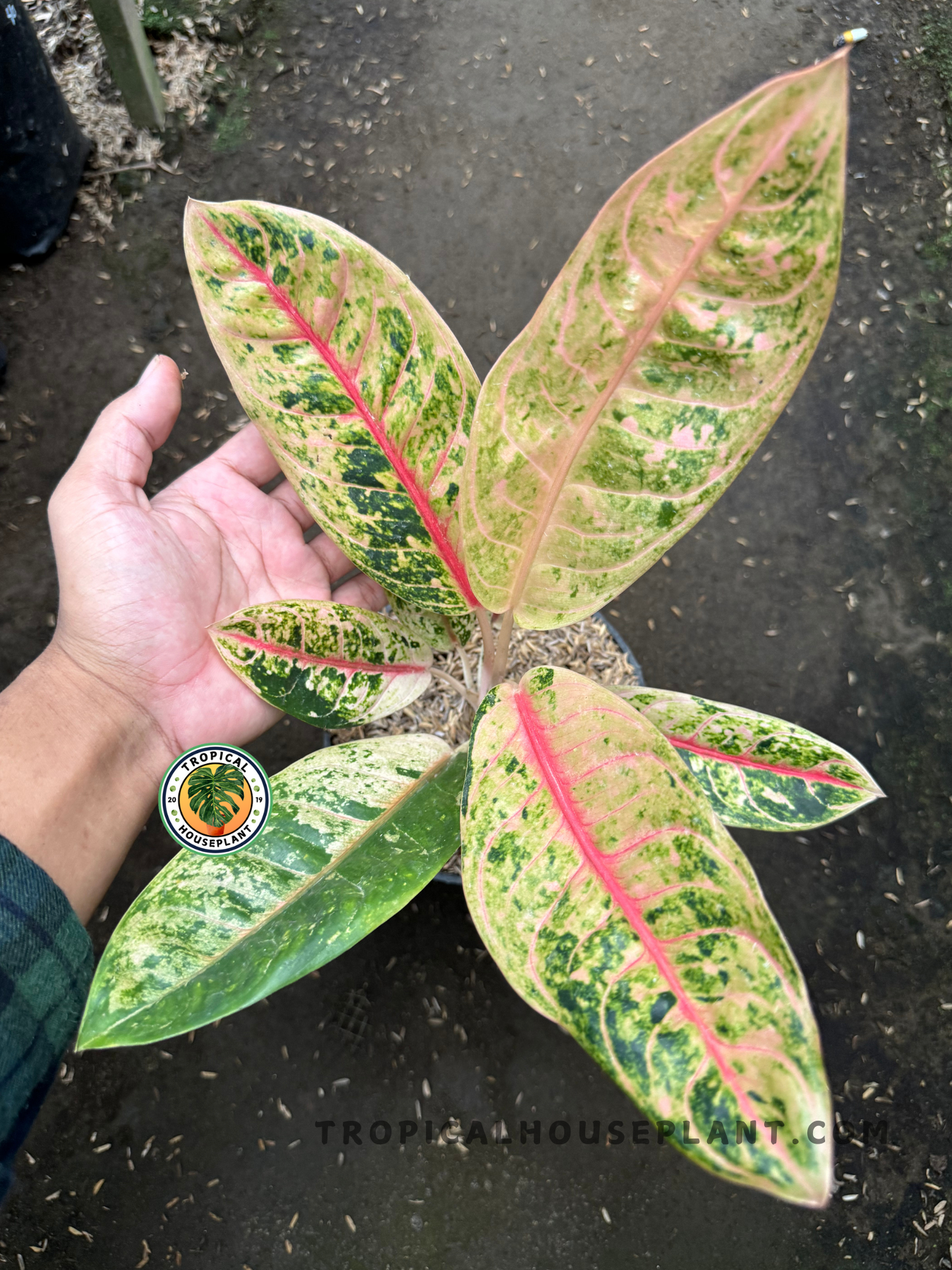 A full view of Aglaonema Donna Carmen being held in a hand, displaying its symmetrical form and multicolored foliage from above.