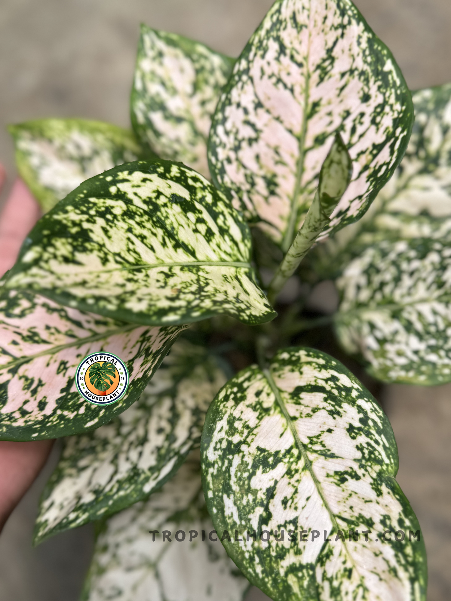 aglaonema deli Aglaonema Dud White – Tropical Houseplant