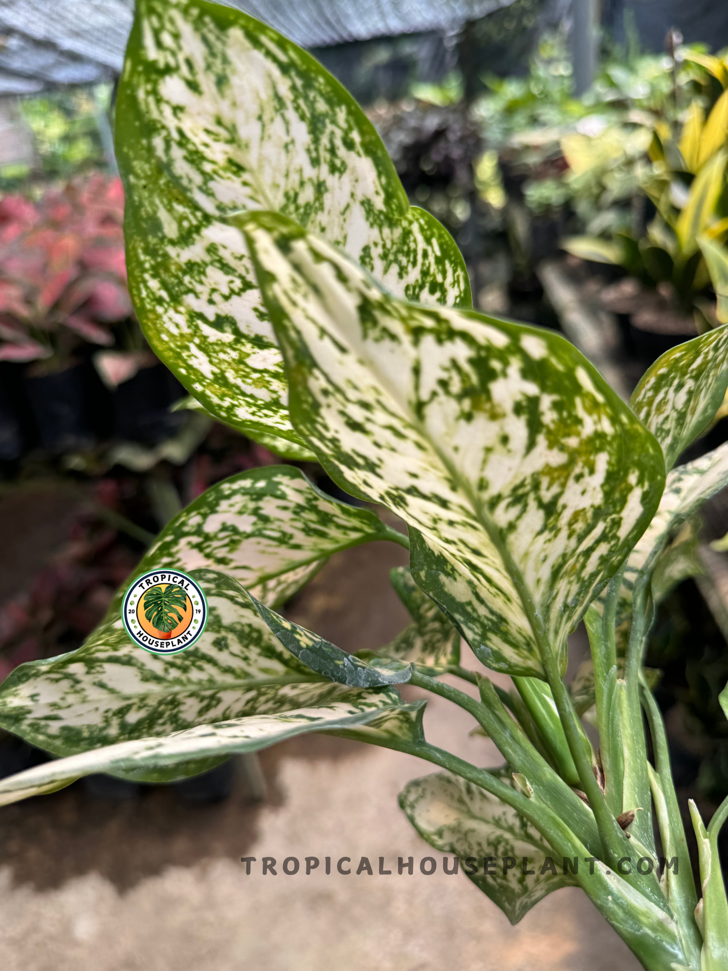 Side view of Aglaonema Dud White in a nursery setting, highlighting its layered foliage and pale green stems.
