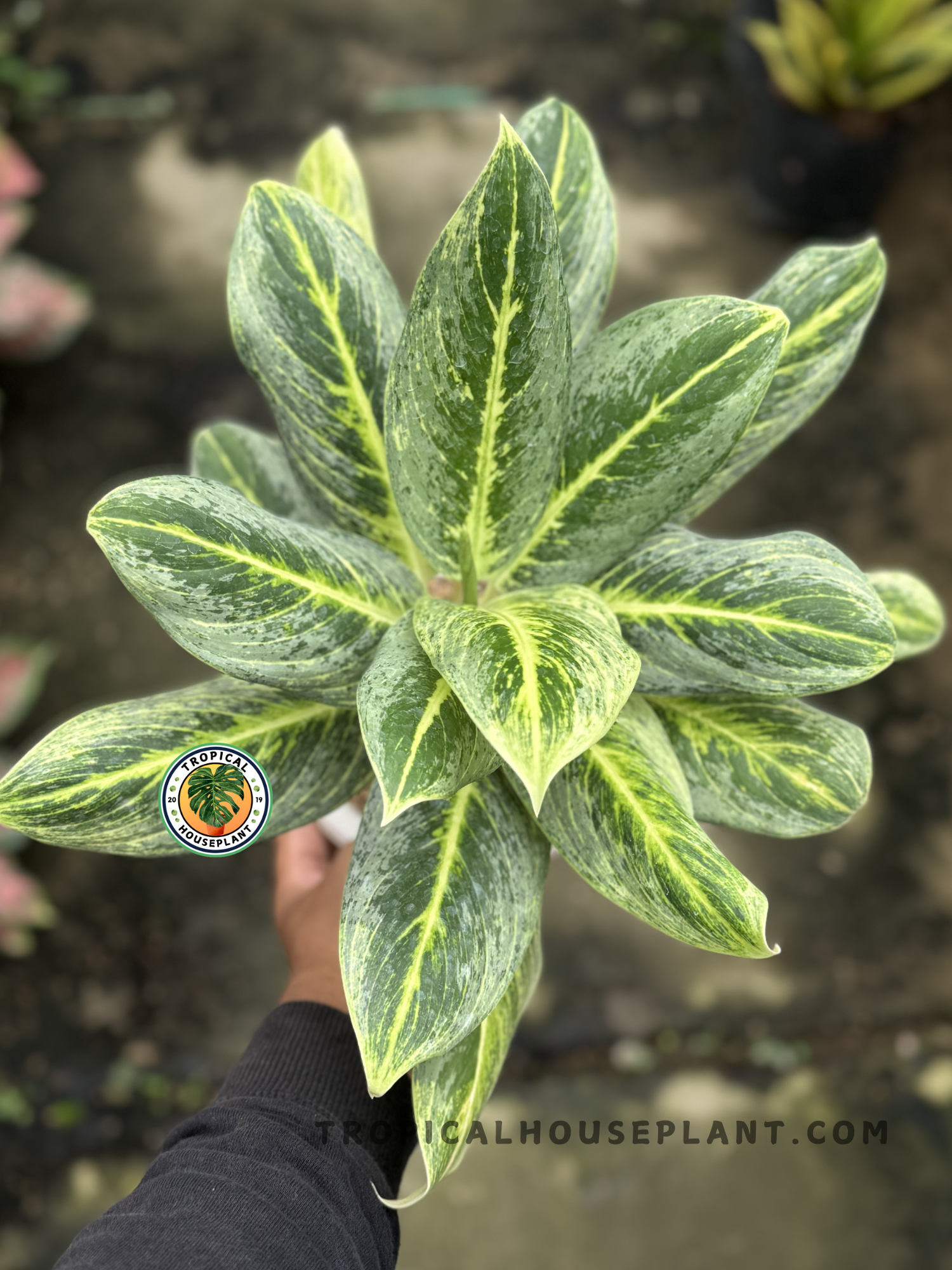 aglaonema green yellow hybrid Aglaonema Green Covid