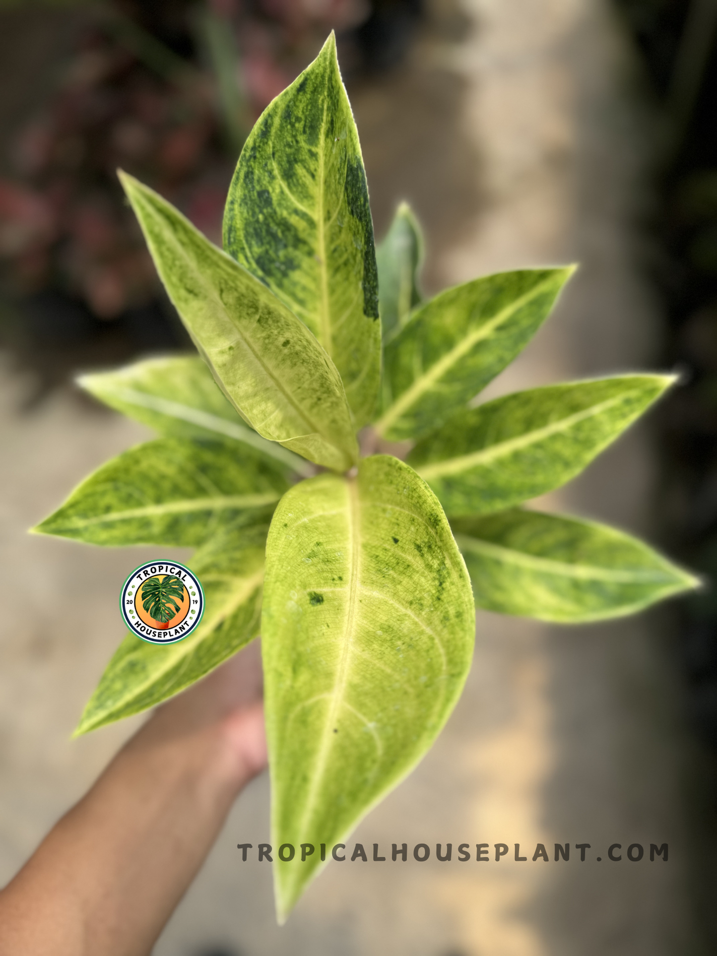 Hand holding Aglaonema Green Covid, emphasizing the bold central leaf with unique green speckles and contrasting pale edges.
