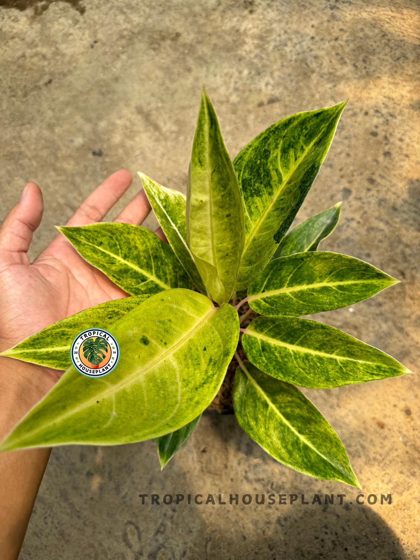 Top-down view of Aglaonema Green Covid showcasing its elongated, marbled green and lime-yellow leaves in a symmetrical growth pattern.