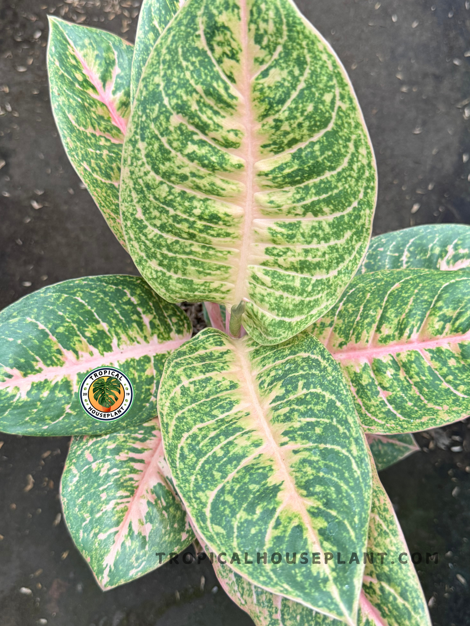 harley quinn pothos plant Aglaonema Harley Quinn