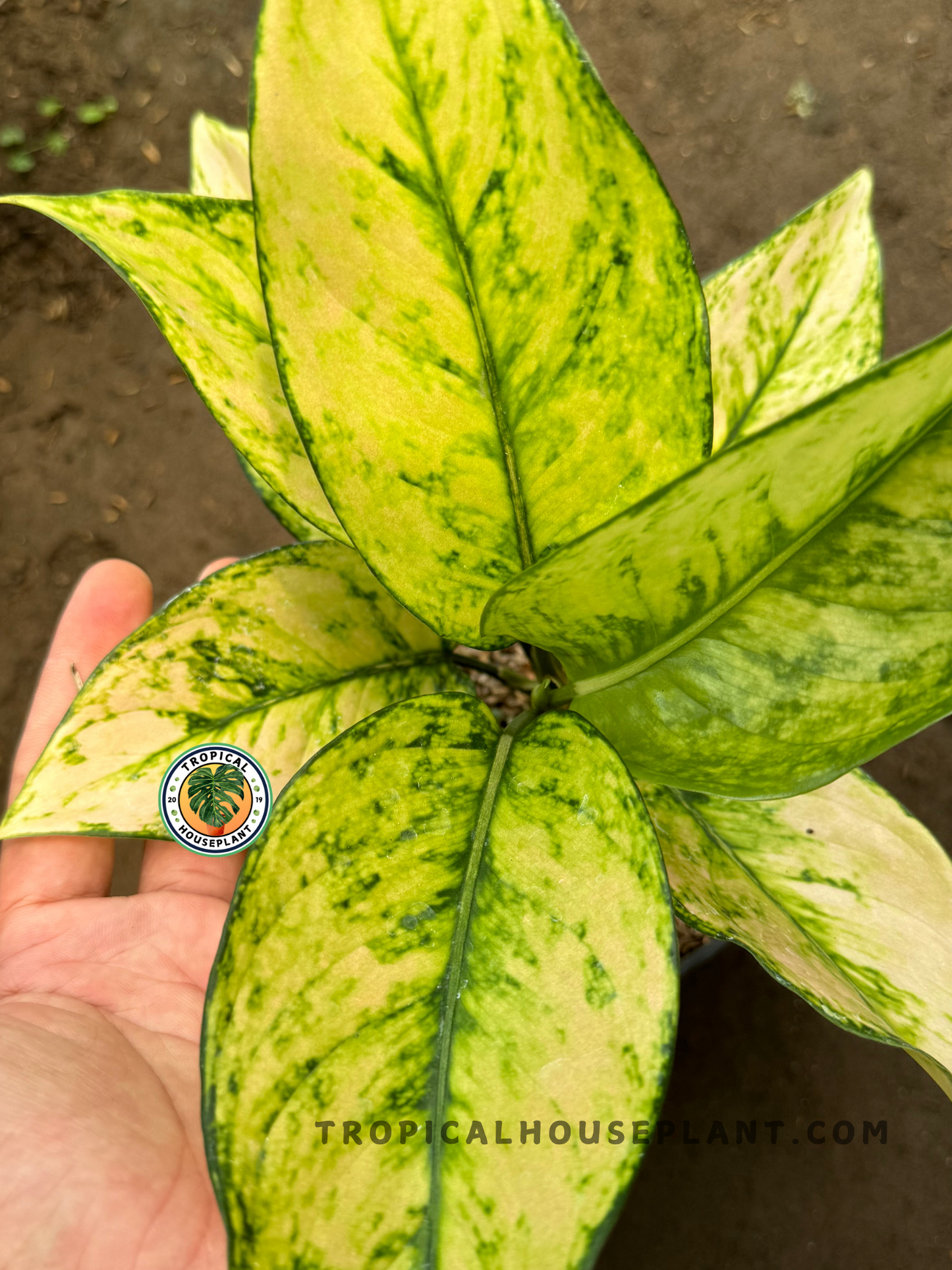 Top view of Aglaonema Heng Heng White held by hand, showcasing broad leaves in soft lime tones with green marbling.