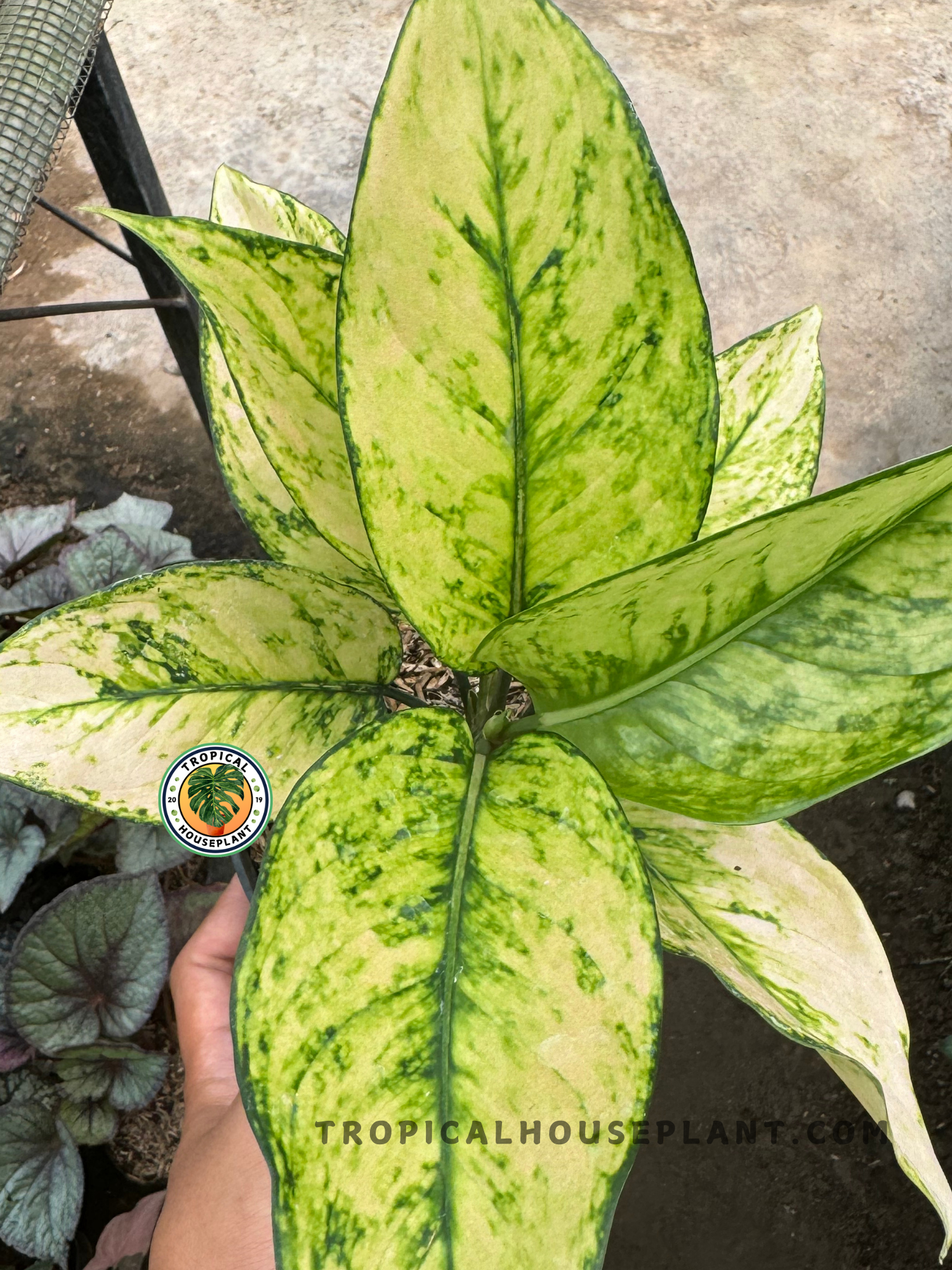 aglaonema madagascar Aglaonema Heng Heng White