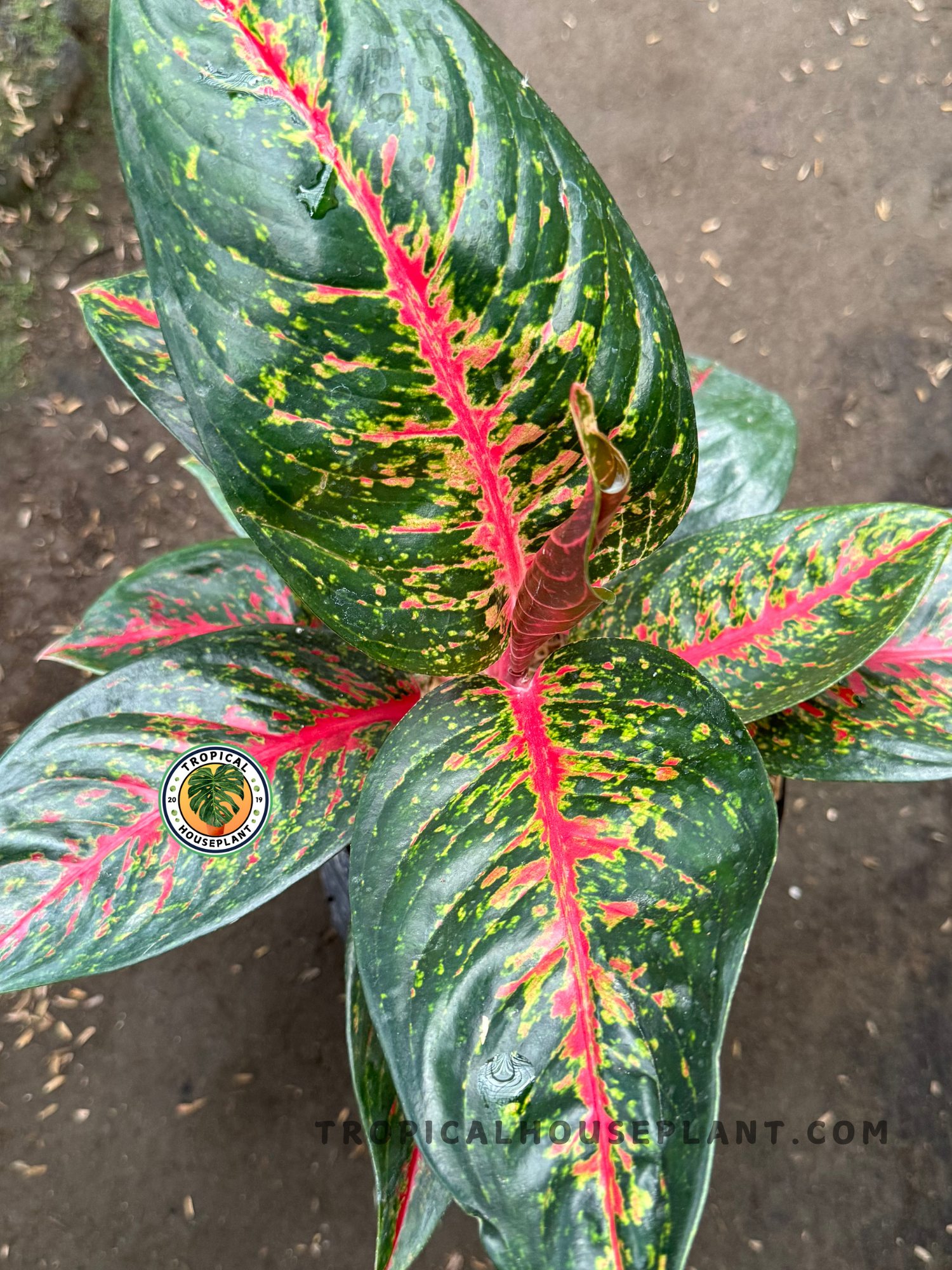 aglaonema lady Aglaonema Hot Lady