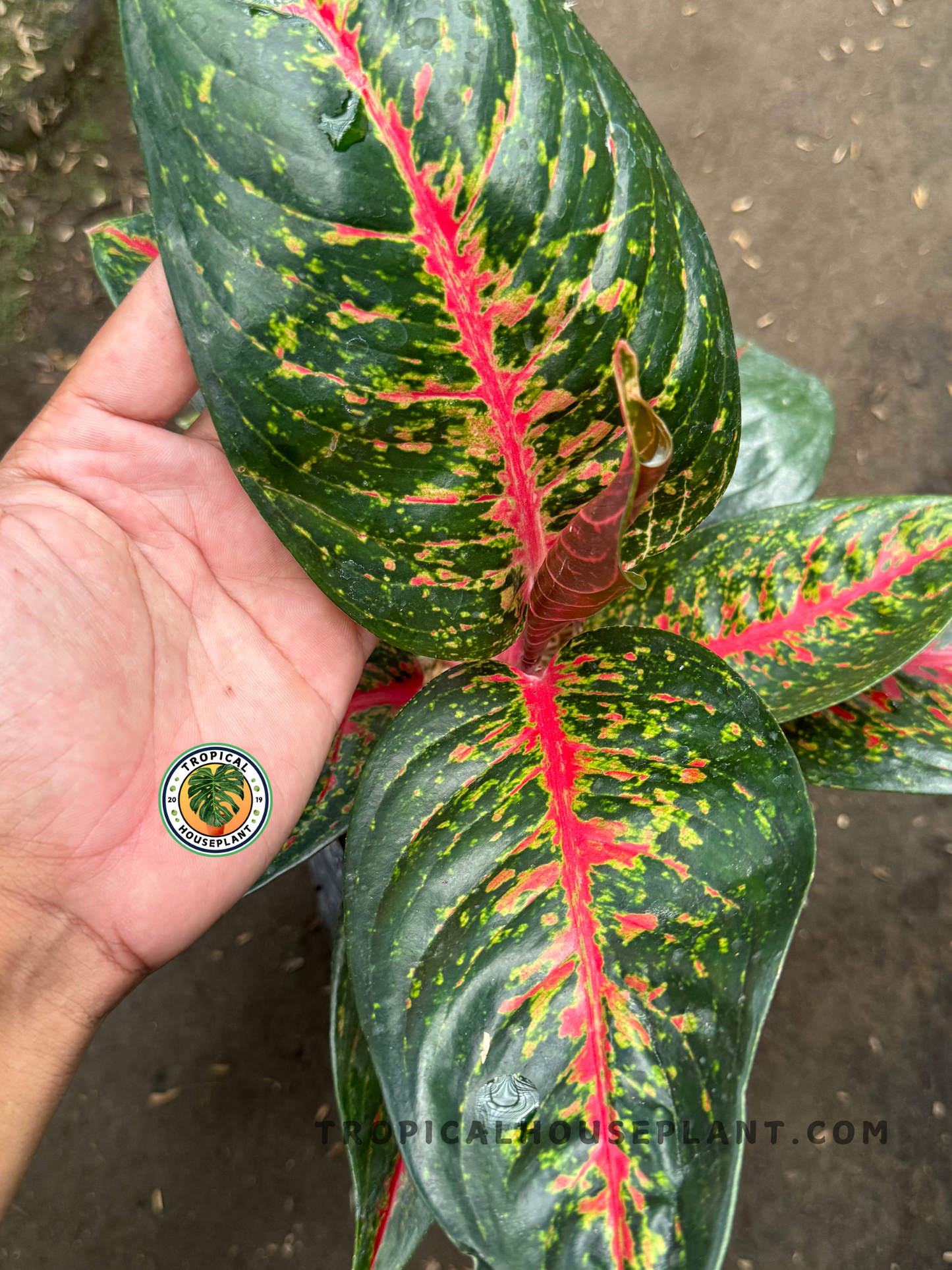 Aglaonema Hot Lady held in hand, highlighting its symmetrical leaf spread, deep green base, and vibrant pink coloration throughout the veins.