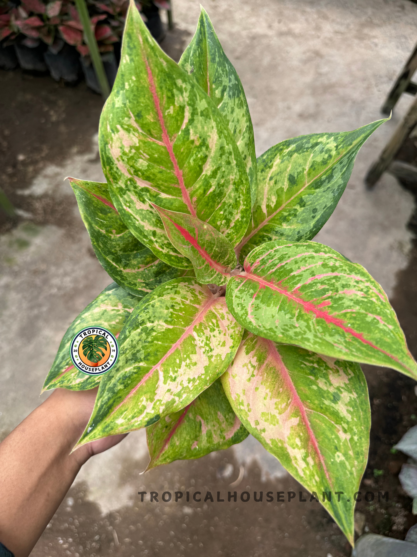 Top-view of Aglaonema Light of A Diamond showing glossy green foliage with creamy pink and red accents, held by hand in natural lighting.