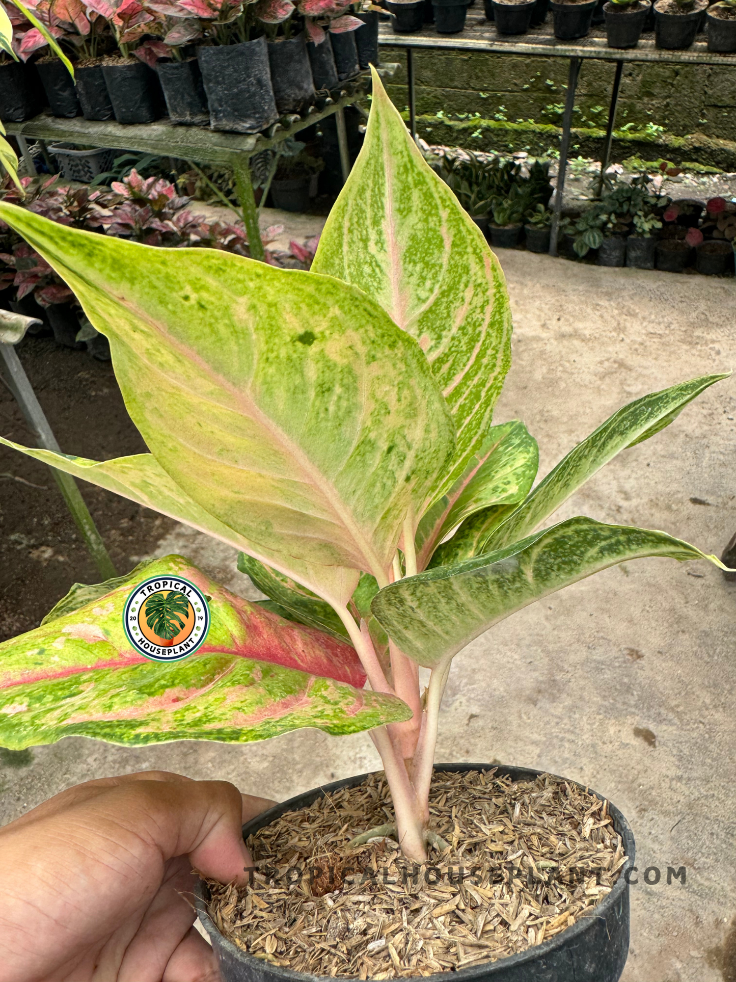 Side view of Aglaonema Light of A Diamond in a black pot, displaying tall, lance-shaped variegated leaves and rosy pink stems against a nursery background.