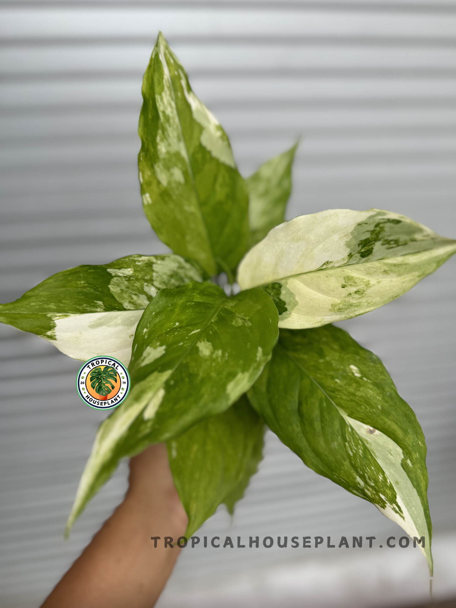 A person holding a lush Aglaonema Modestum Split Milk Variegated, displaying its vibrant green and milky white variegated leaves against a neutral background.