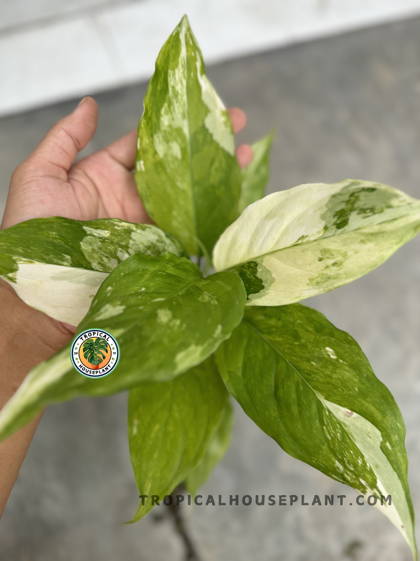 A close-up of Aglaonema Modestum Split Milk Variegated, showcasing the detailed variegation of its broad, glossy leaves in a hand.
