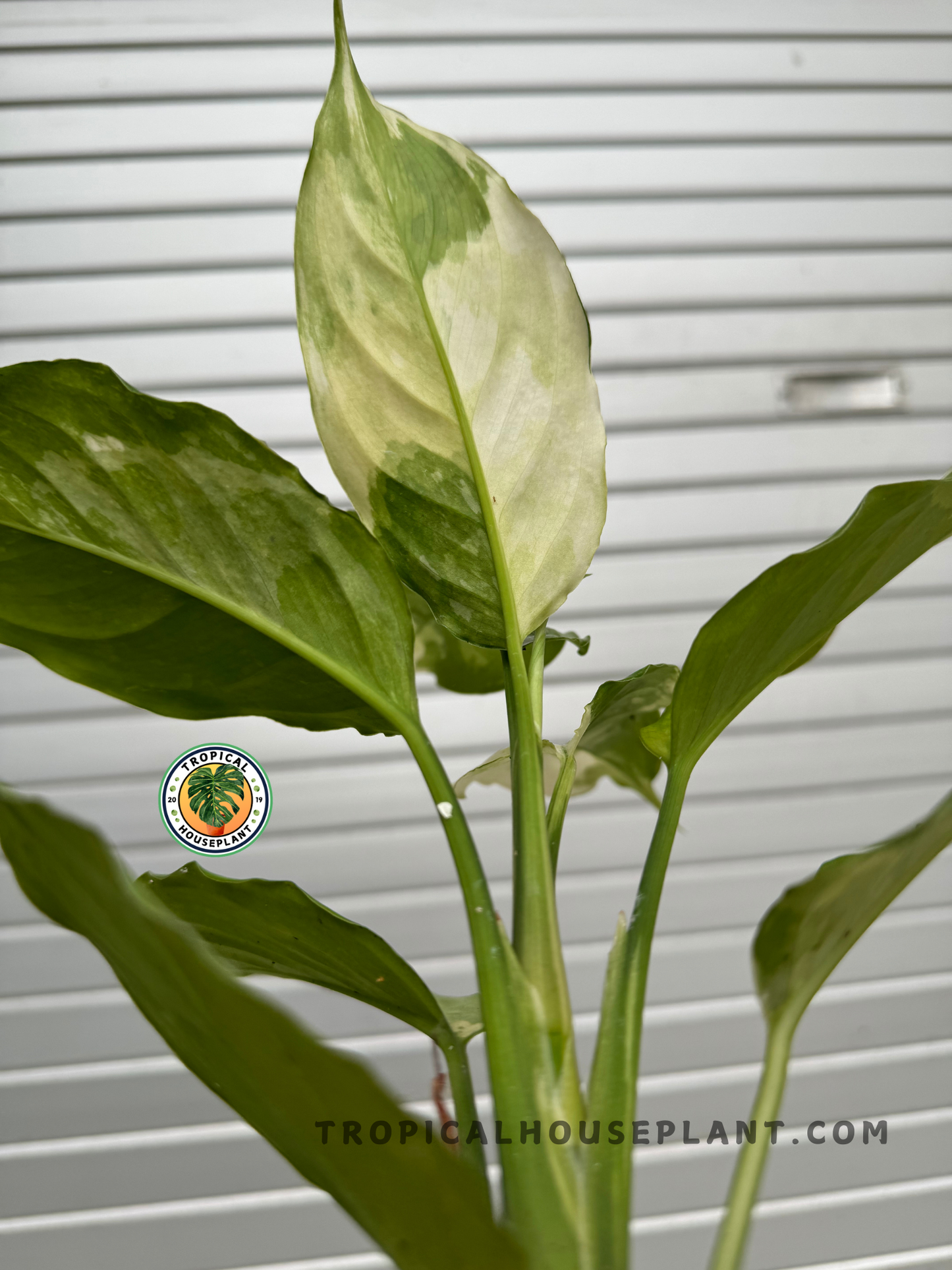 A full view of Aglaonema Modestum Split Milk Variegated, standing tall with its striking foliage, showing its upright growth habit.