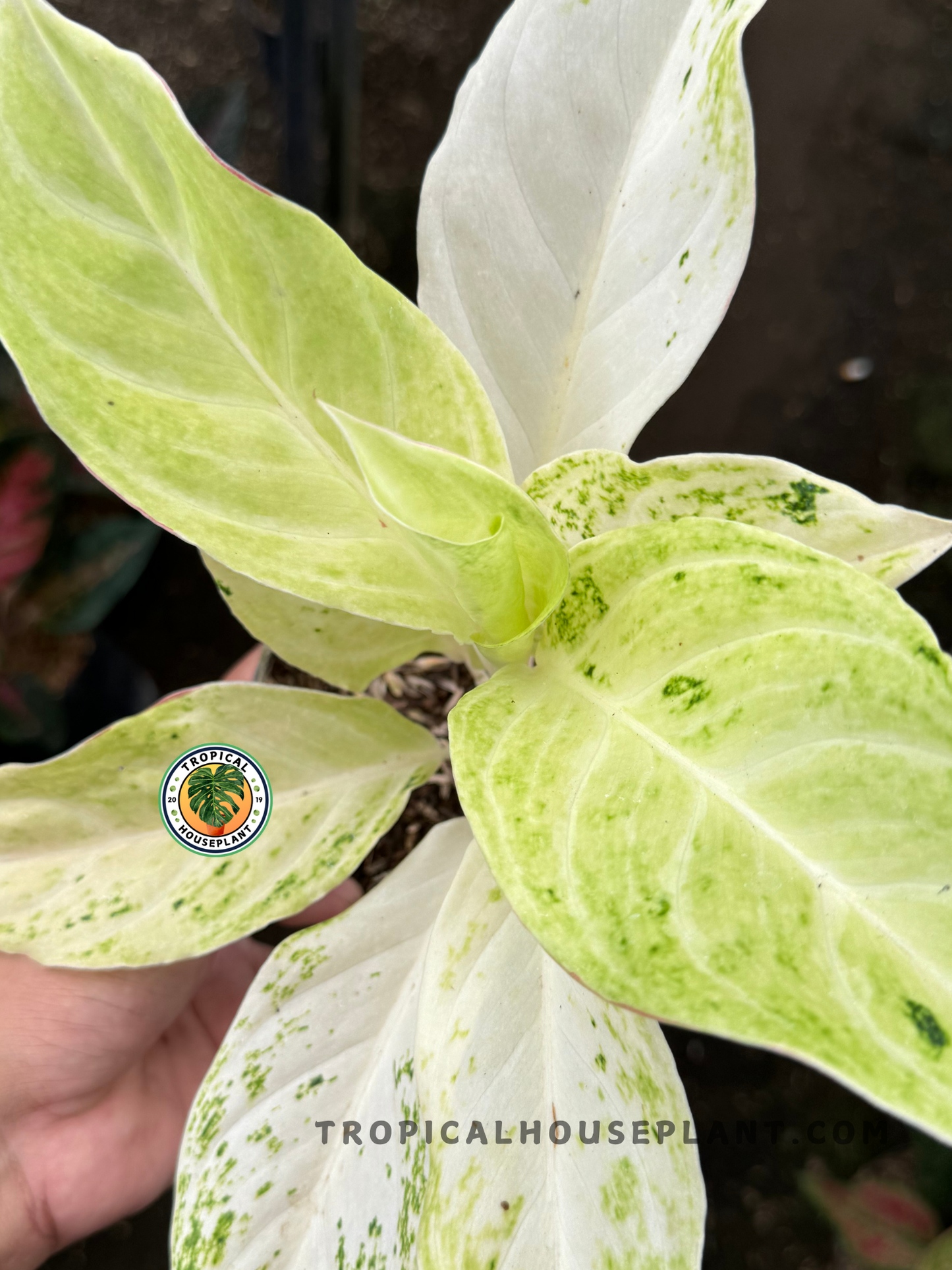 Top-down view of Aglaonema Permaisuri with large, pastel-toned leaves fanned out symmetrically, held in hand for scale.