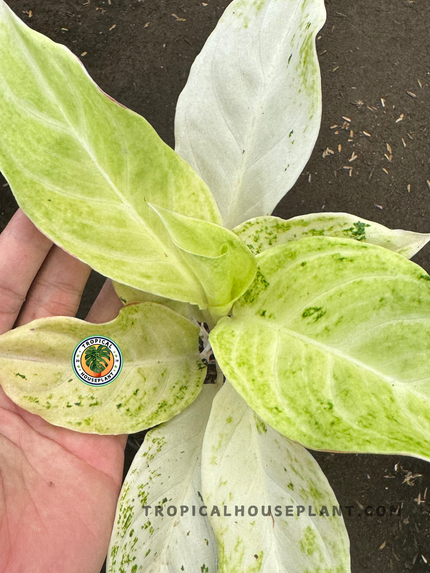 sundrop aglaonema Aglaonema Permaisuri