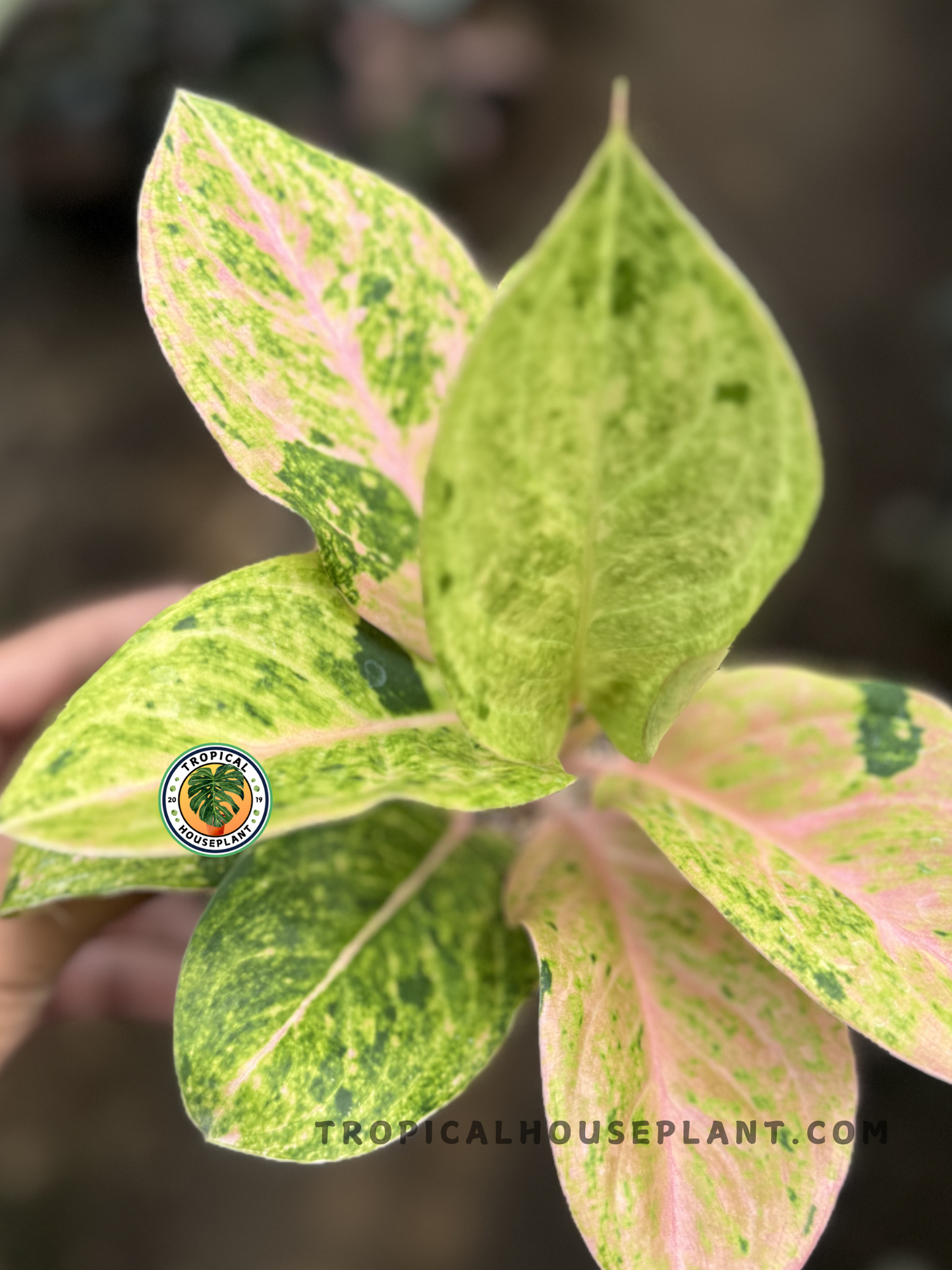 Top view of Aglaonema Pink Emerald Obama featuring marbled green and soft pink foliage held above soil for scale.