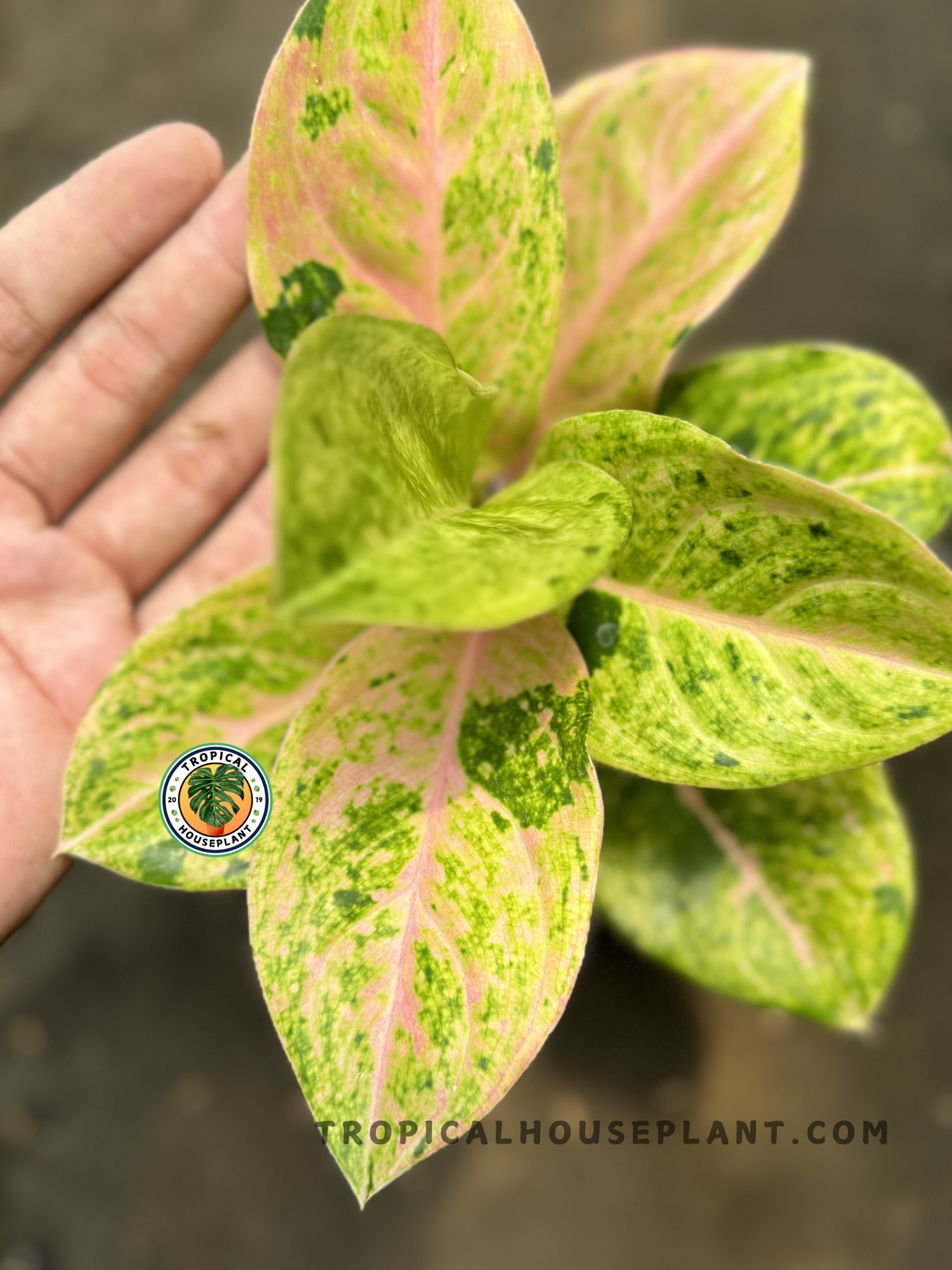 Hand holding Aglaonema Pink Emerald Obama, showing rounded, pastel-toned leaves with bold emerald splashes and pale pink petioles.