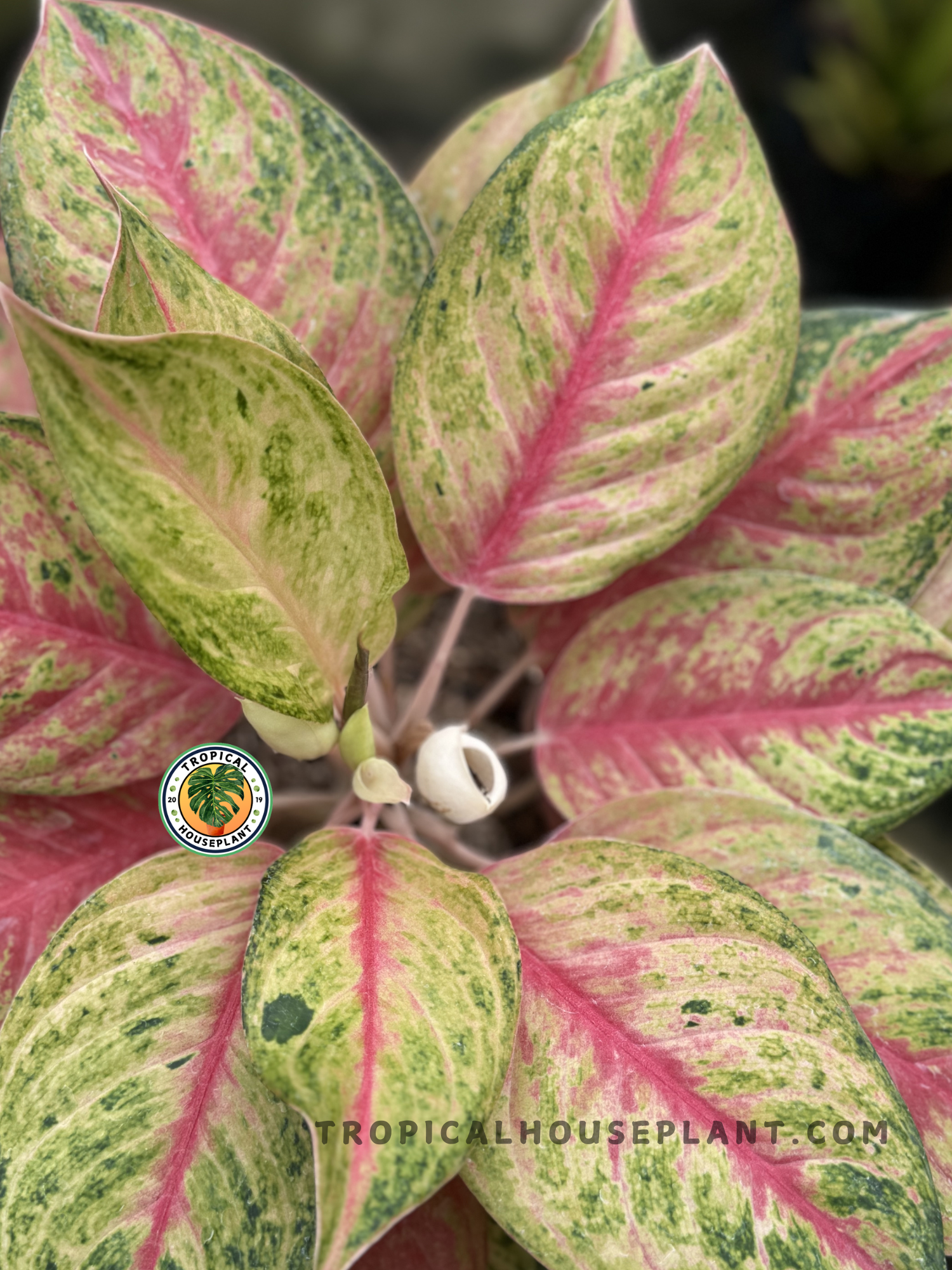 aglaonema rojo Aglaonema roja exótica – Tropical Houseplant