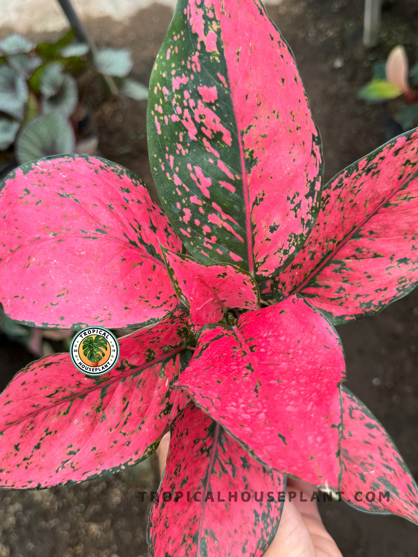 Top view of Aglaonema Red Konkom displaying vivid red leaves with green speckles, held above soil by hand.