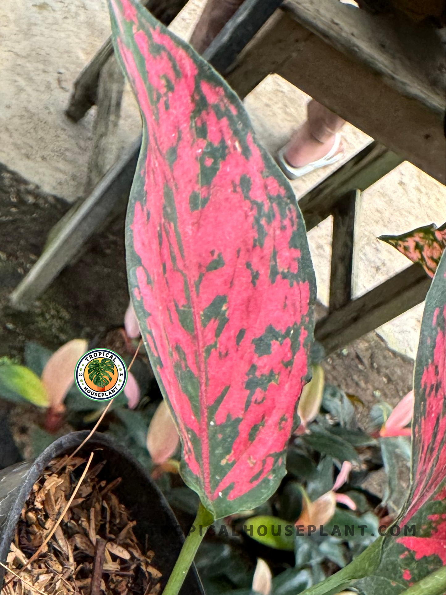 Side shot of Aglaonema Red Konkom with tall, upright red foliage growing in a pot next to wooden structure.