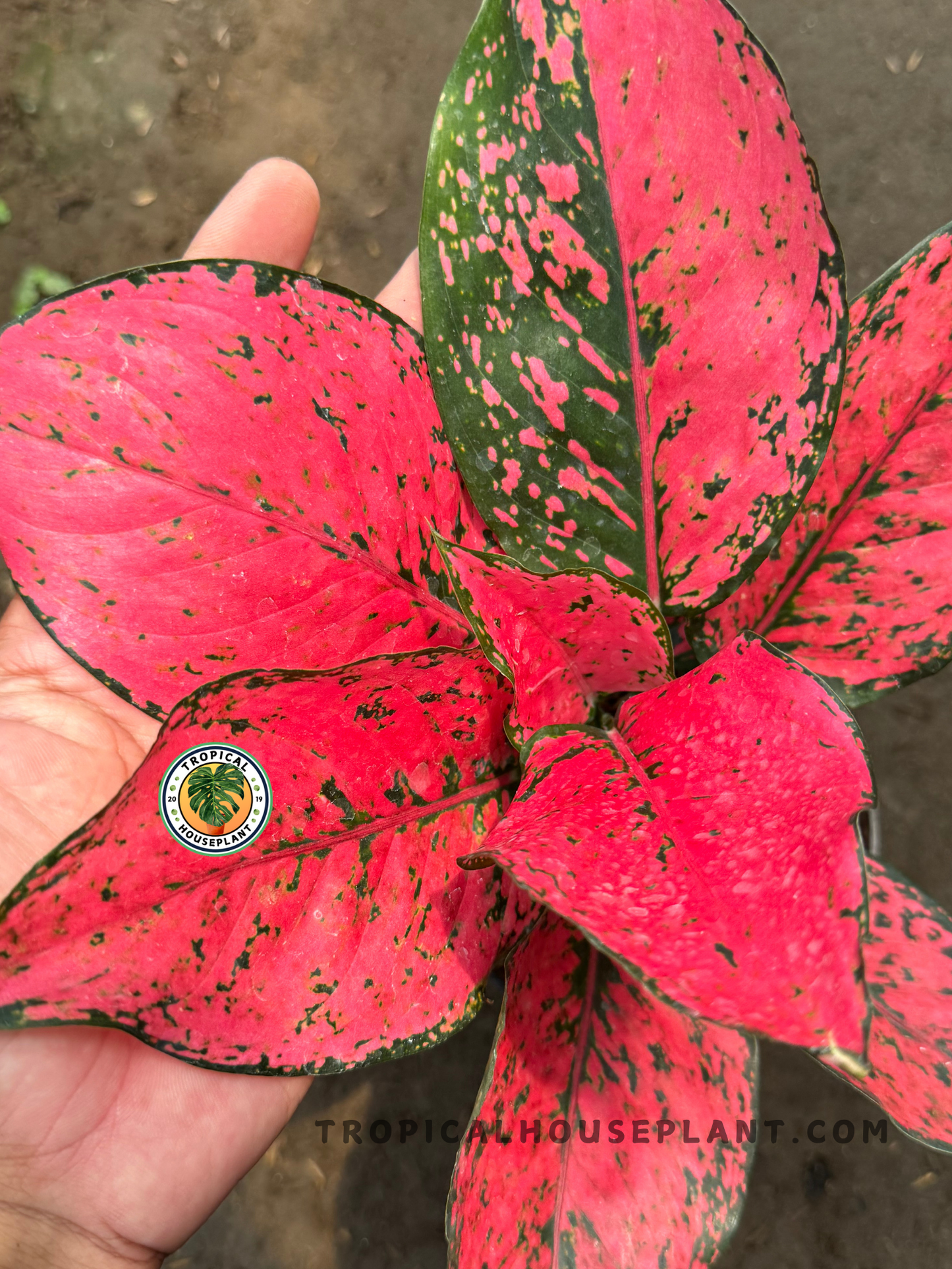 Angled top view of Aglaonema Red Konkom showing lush red leaves speckled with dark green, held in hand for scale.