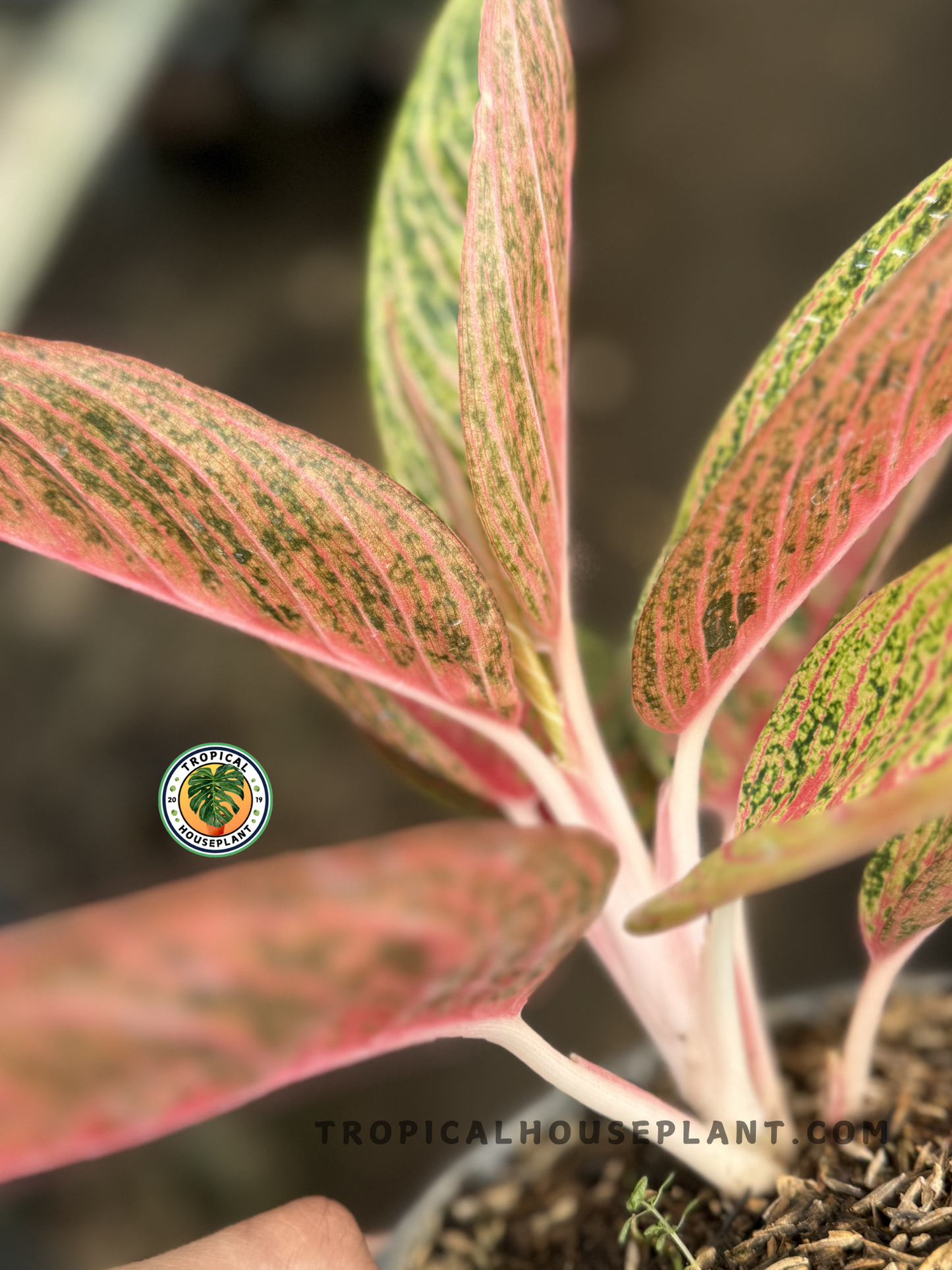 Side view of Aglaonema Red Legacy showing upright leaves with bold red and green marbling, growing in a pot with soft natural light.