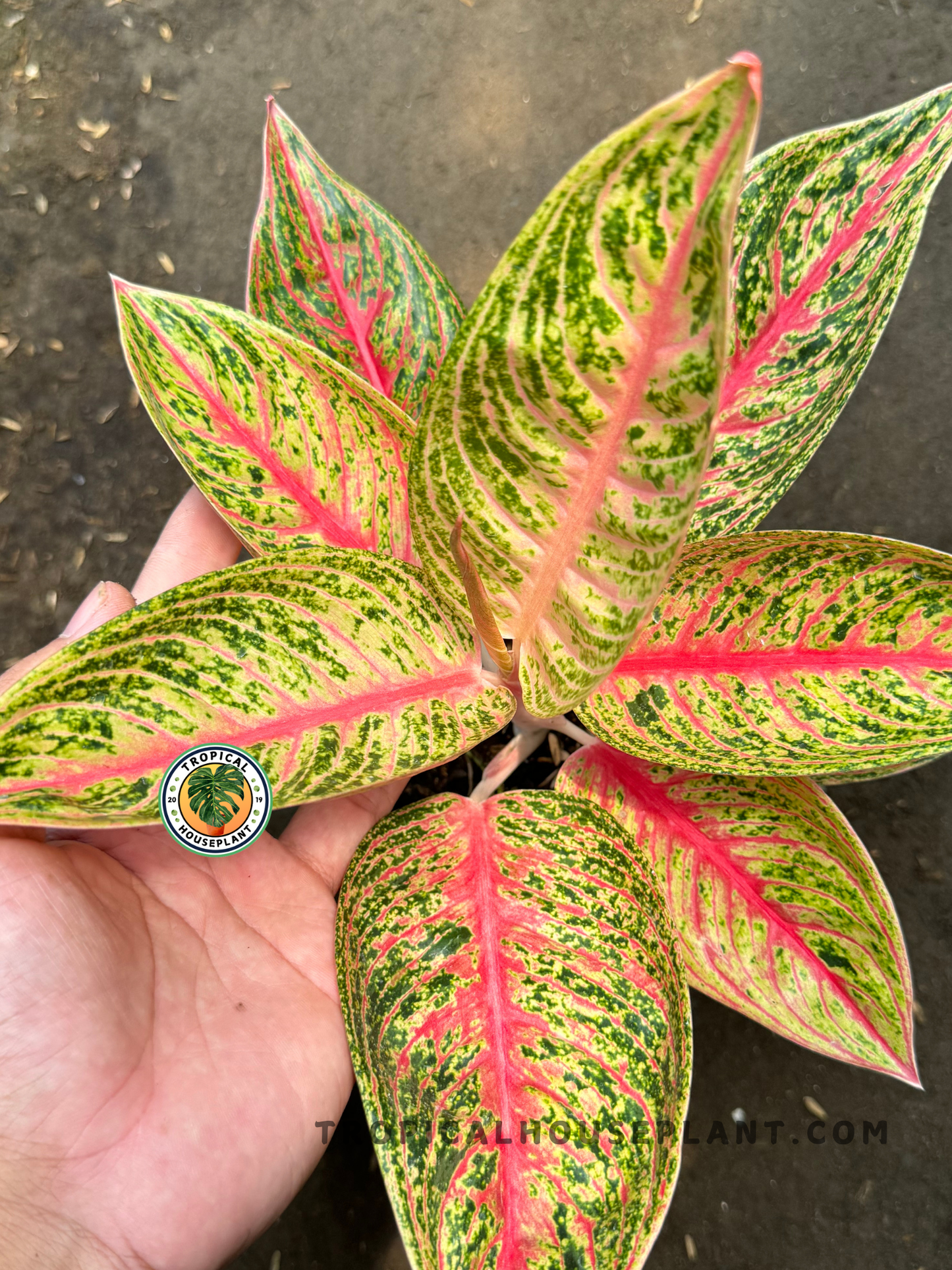 Top view of Aglaonema Red Legacy held by hand, highlighting the deep red streaks and variegated foliage pattern in a symmetrical spread.