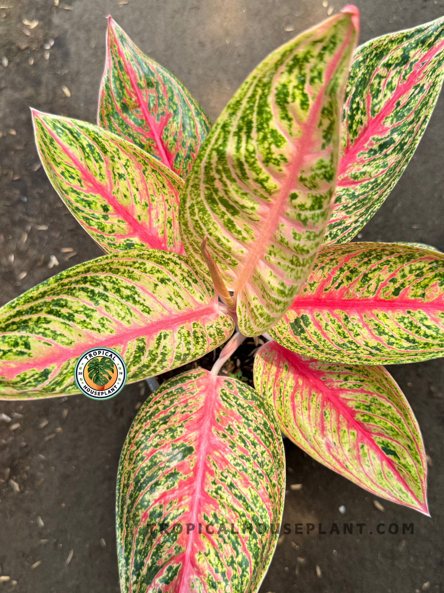 Overhead angle of Aglaonema Red Legacy showing richly colored foliage with glowing red midribs and pink-green variegation.