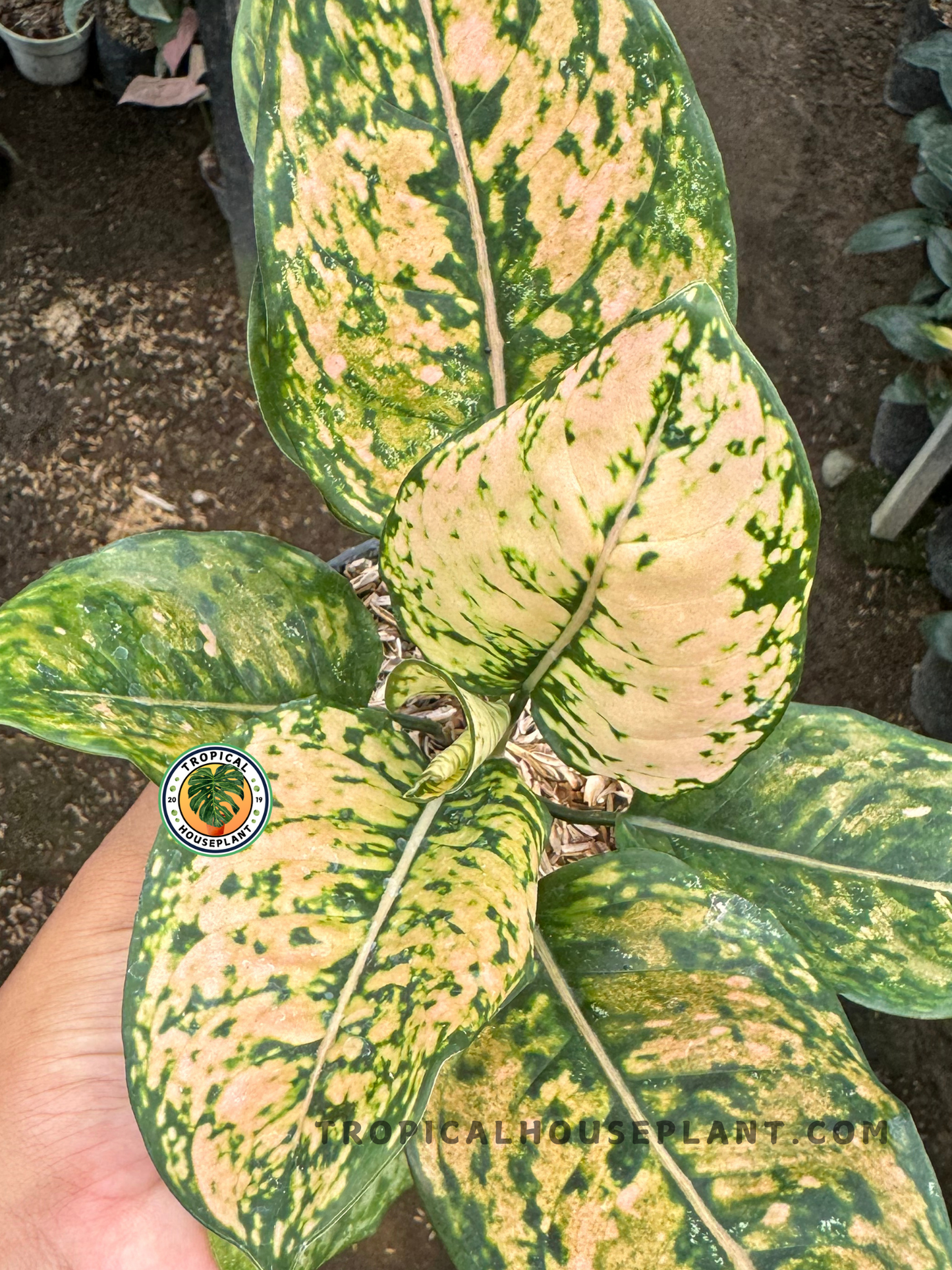 Top view of Aglaonema Ruby Orange showing marbled yellow-orange and green leaves with broad, dense foliage held above soil.