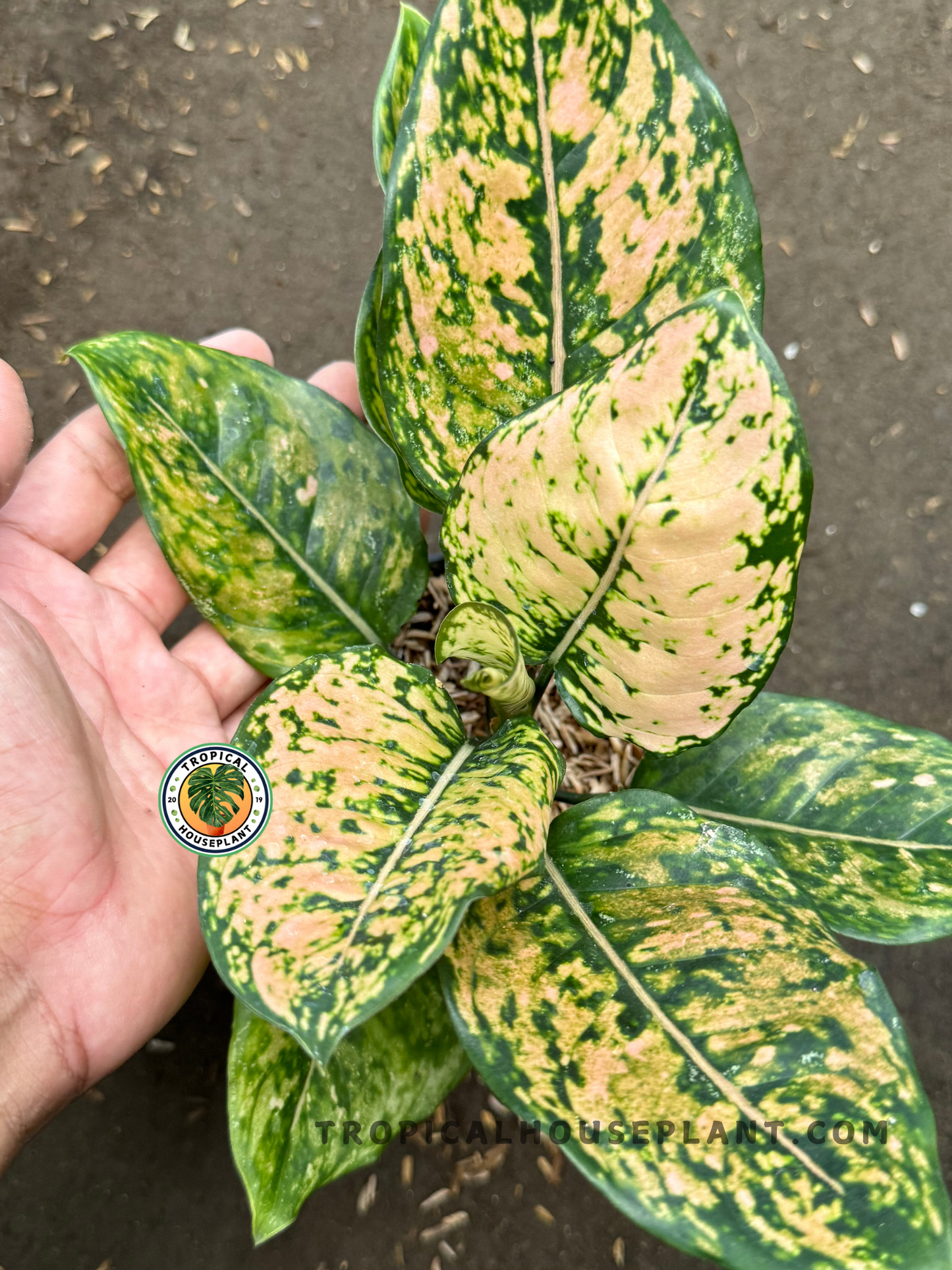 Hand holding Aglaonema Ruby Orange, displaying warm-toned speckled leaves with symmetrical leaf formation and glossy finish.