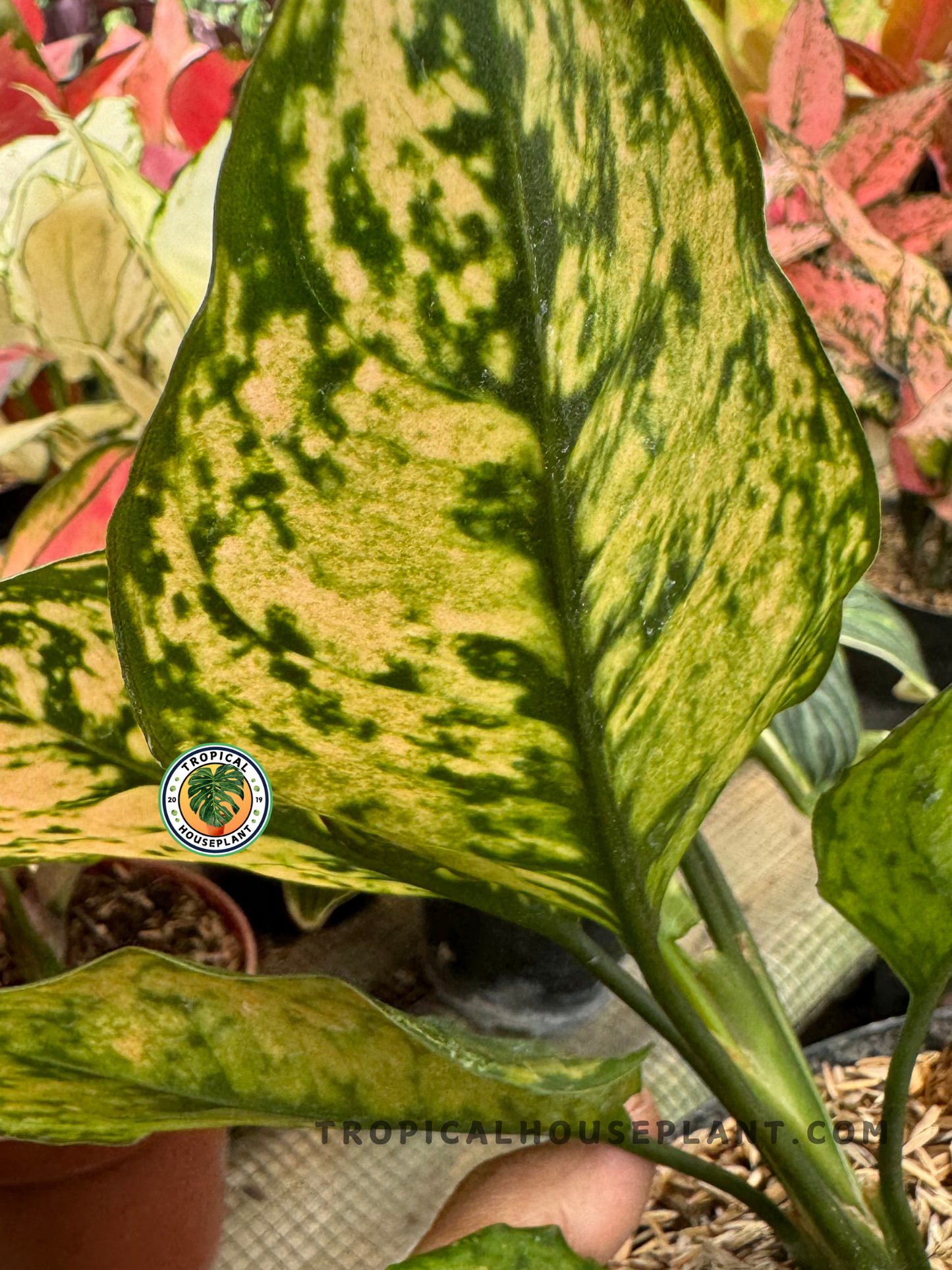 Side view of Aglaonema Ruby Orange nestled among other plants, emphasizing its bright, marbled foliage and upright growth.