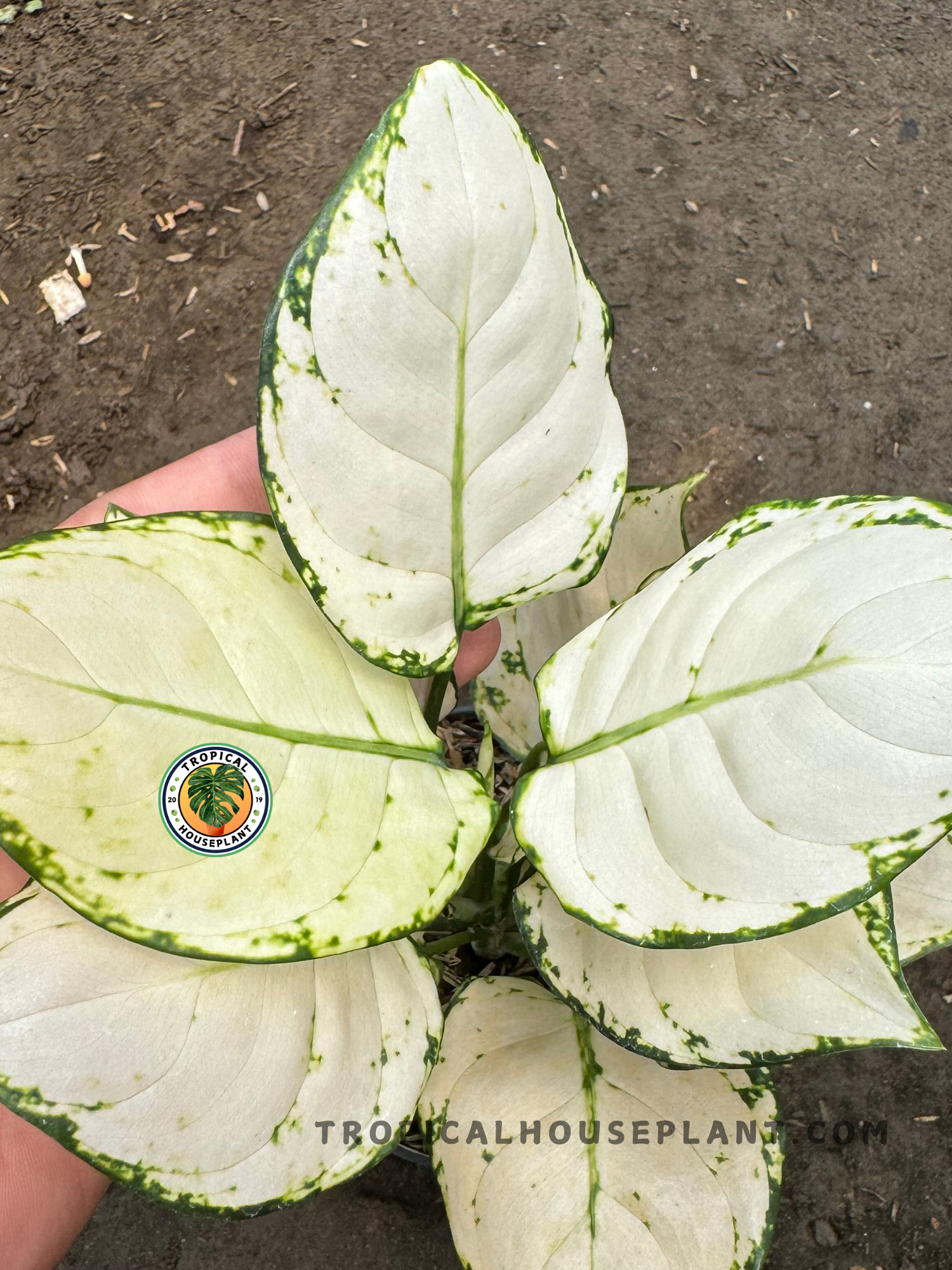 aglaonema super whit Aglaonema 'Super White'