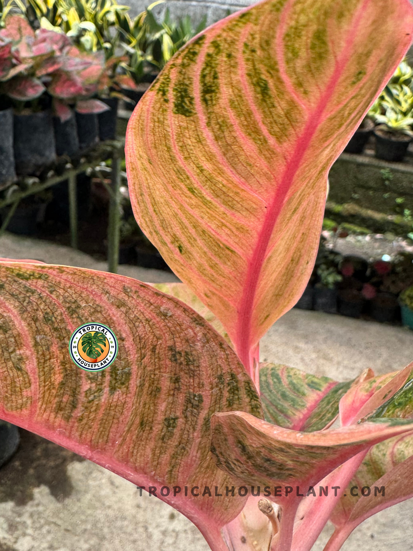 Close-up of Aglaonema Veronica Golden showing golden-yellow leaves with green speckles and vivid pink midribs in direct sunlight.