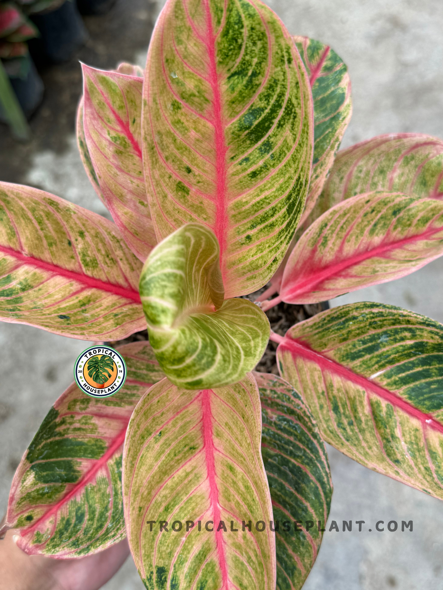 Top view of Aglaonema Veronica Golden highlighting its symmetrical leaf spread, golden foliage, and pink-veined structure.